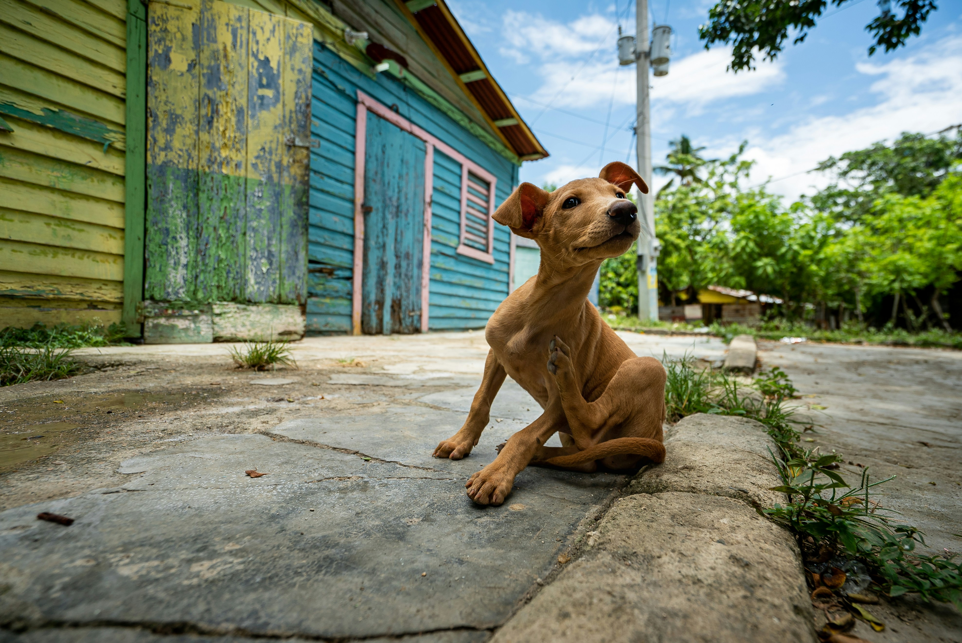 11 Cost Planning Tools for International Pet Relocation
