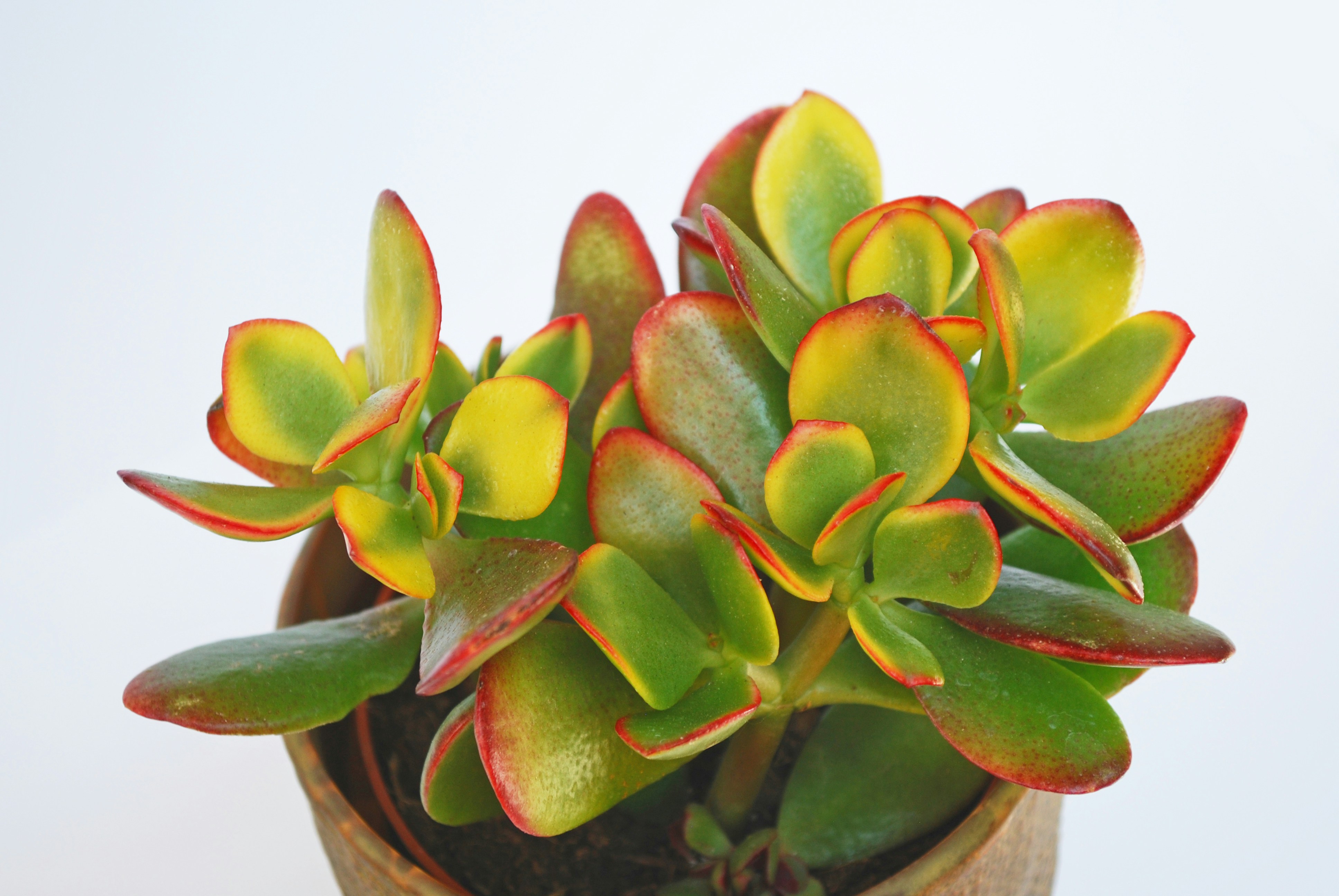 Green and red succulent plant photo Free Szeged Image on Unsplash