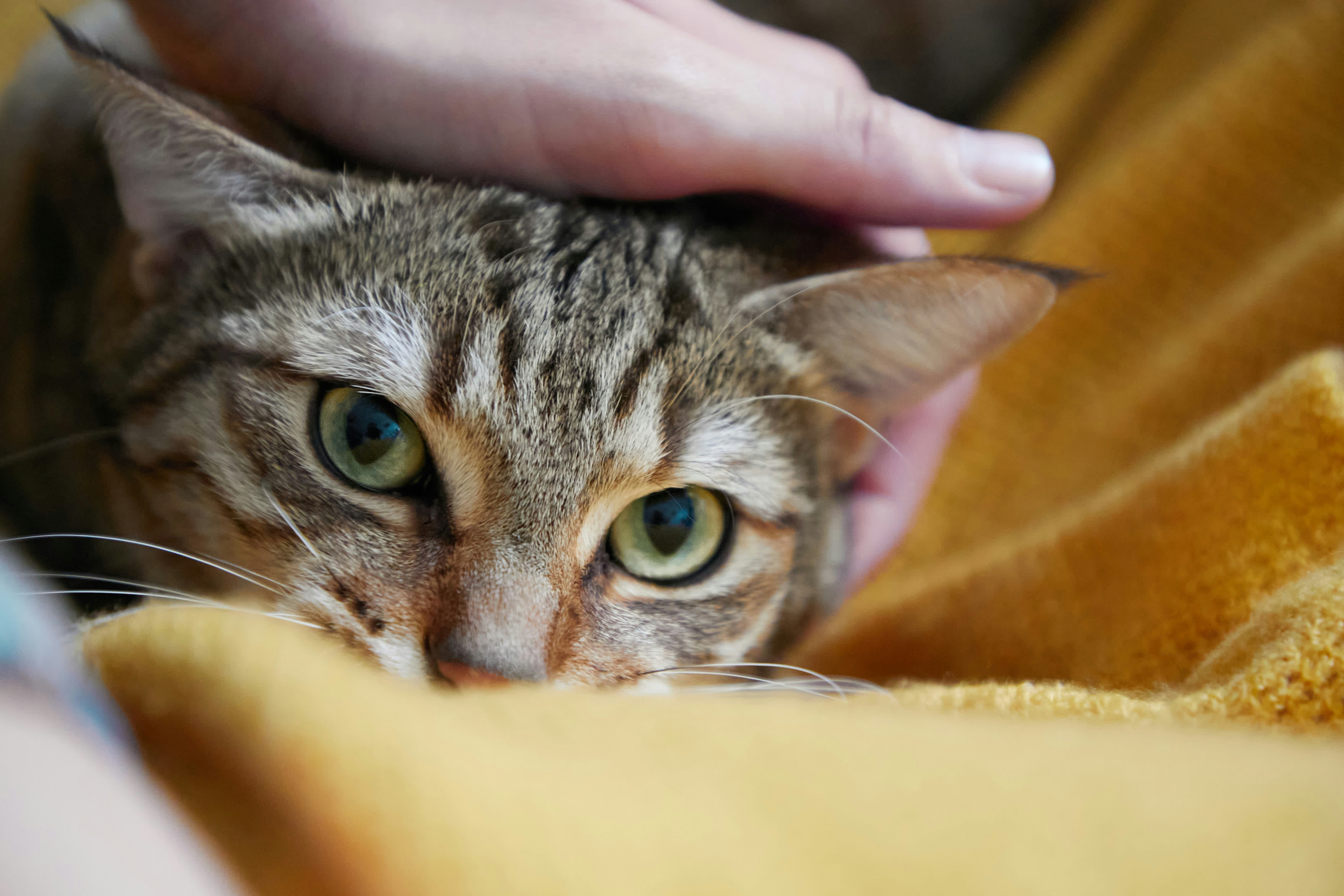 7 Bonding Games to Reduce Anxiety at Pet Cats World