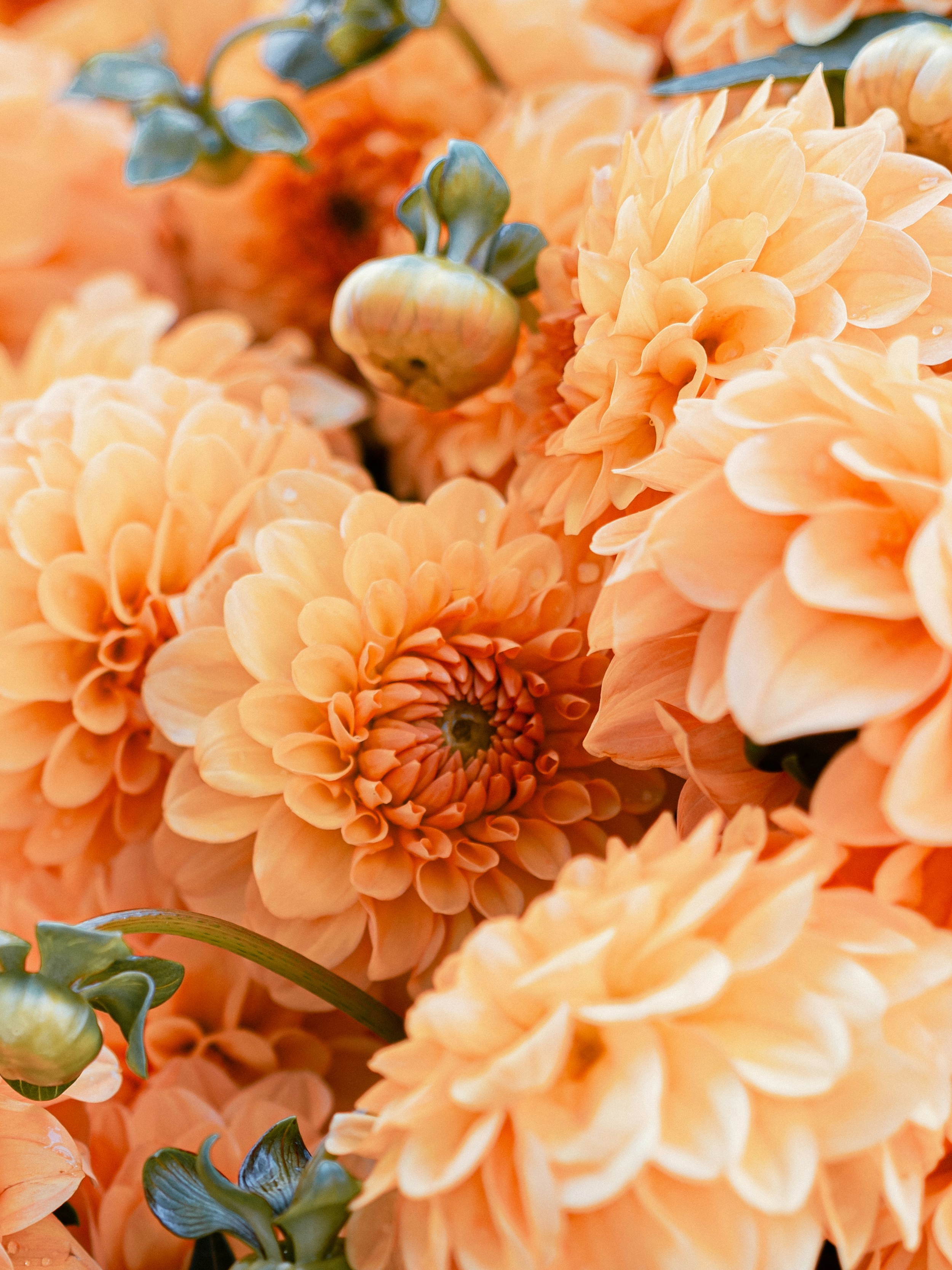 Peach Colored Flowers