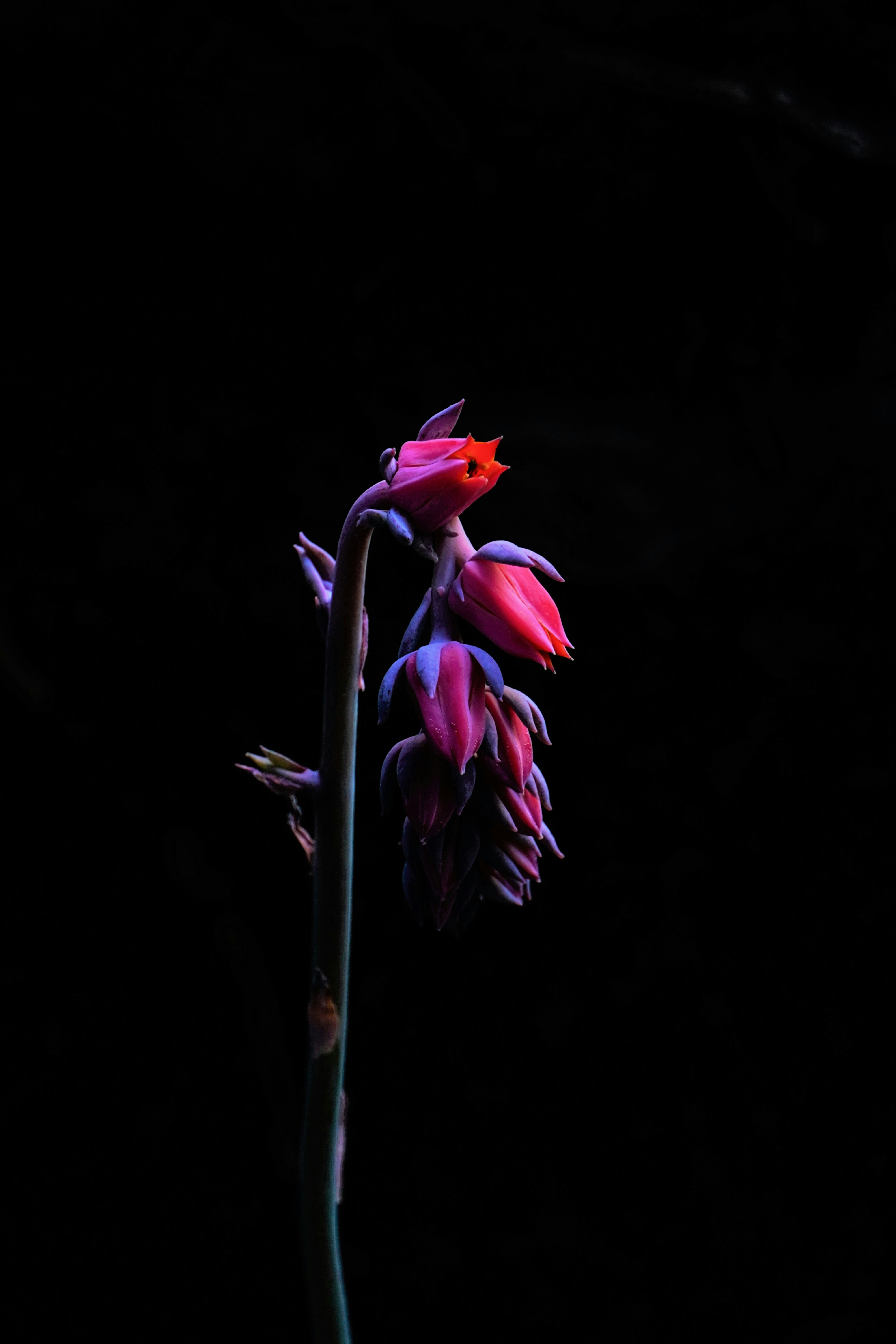 Flowers With Black Background | 100+ Best Free Black, Flower, Petal, And Dark Photos On Unsplash