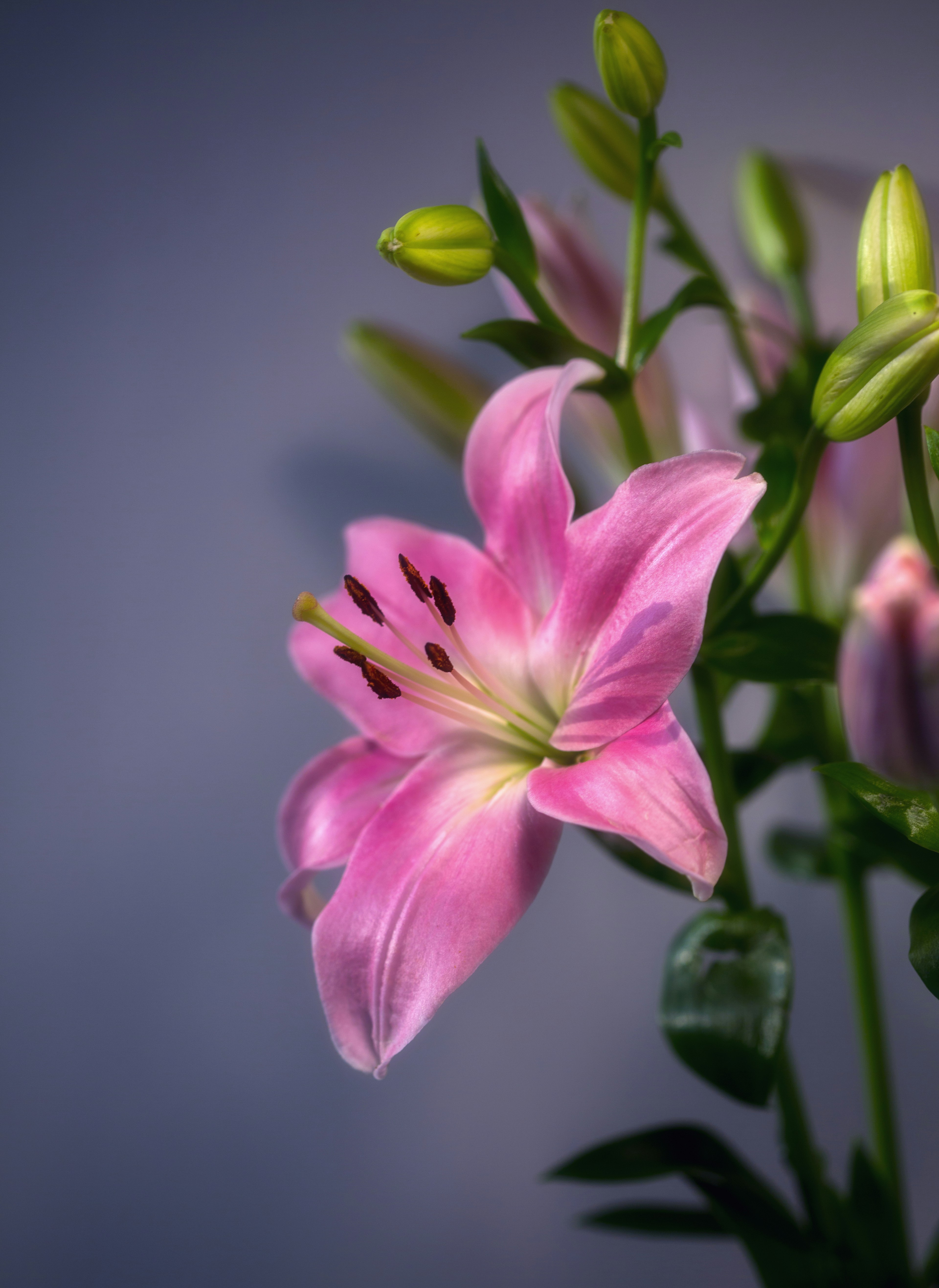 Pink Lily Flower Wallpaper