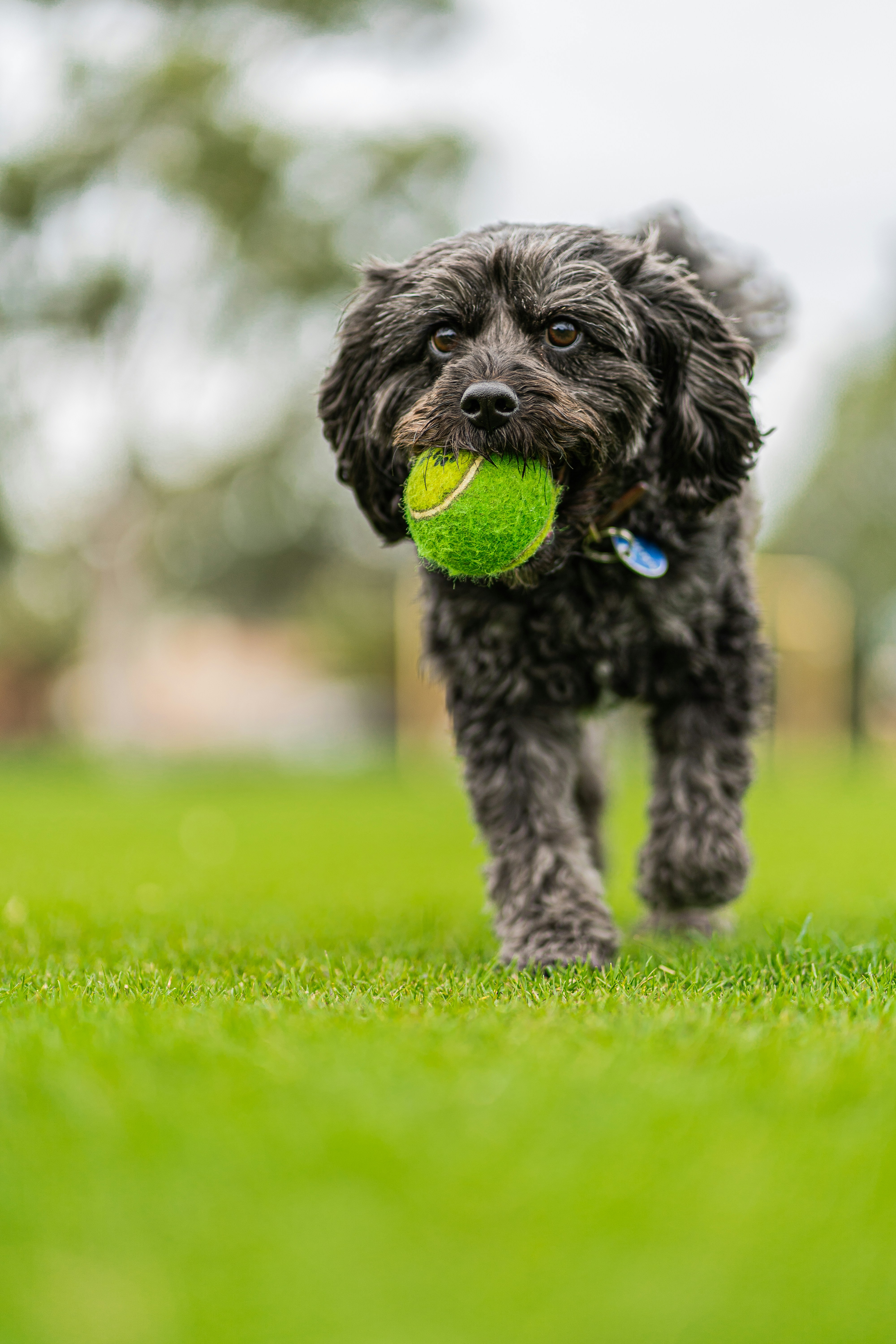 Why Do Dogs Love Tennis Balls? Tennis Balls and Tail Wags!