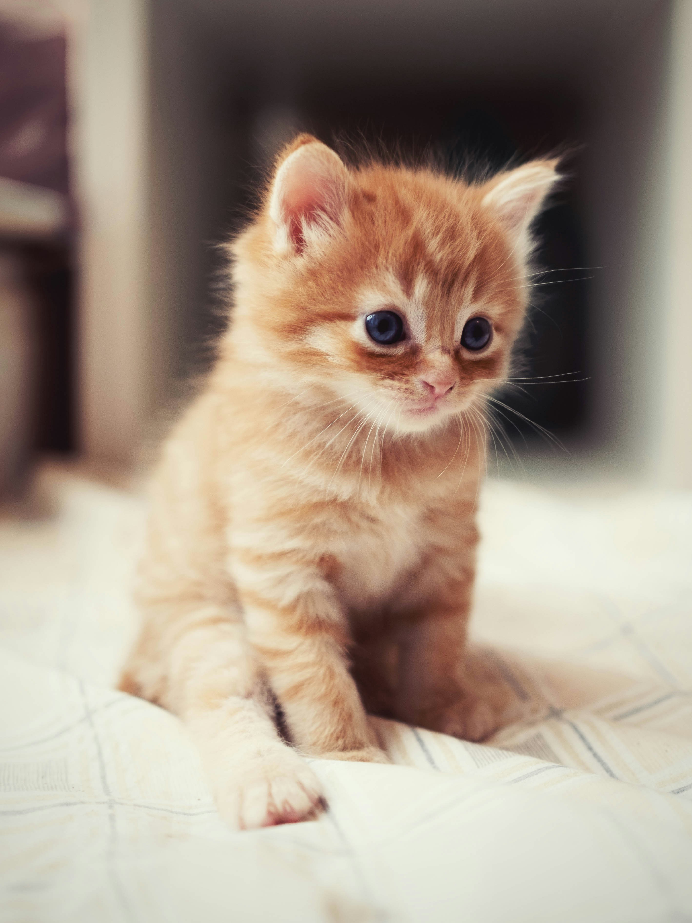 Incredible Compilation of Over 999 Adorable Kitten Pictures