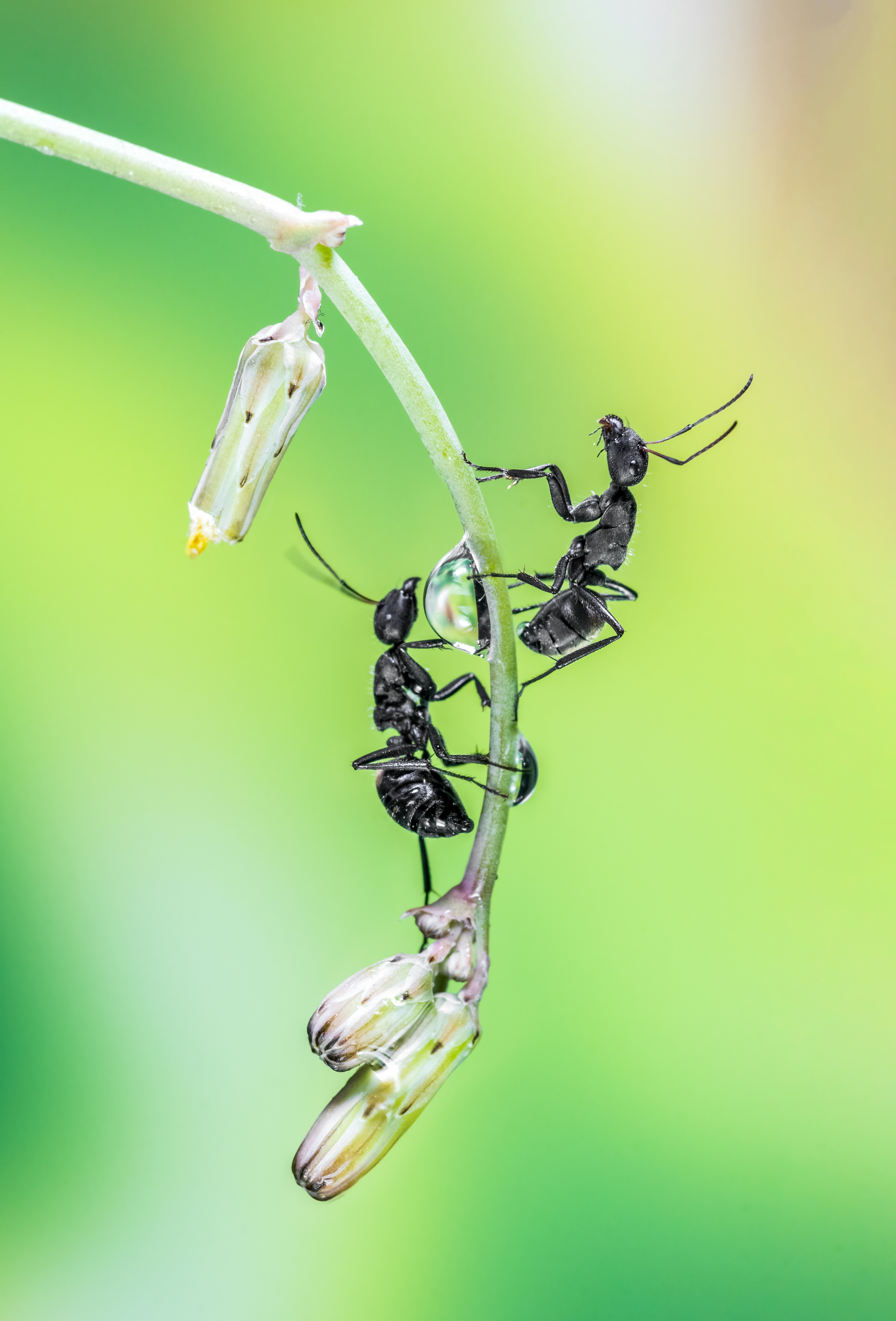 Đề thi IELTS READING Ants could teach ants Đề thi th...