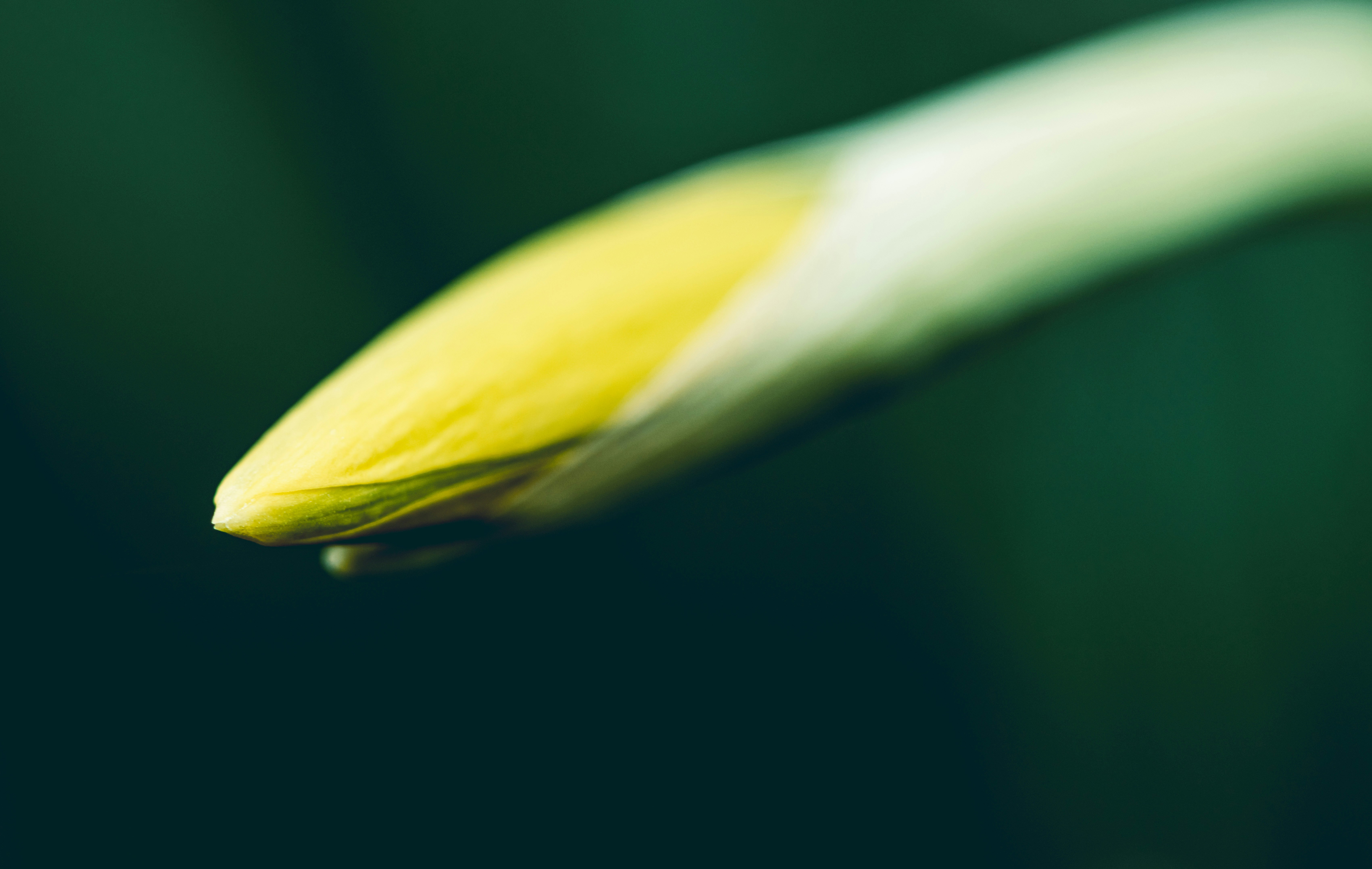A close up of a yellow and white flower photo Free Yellow Image on