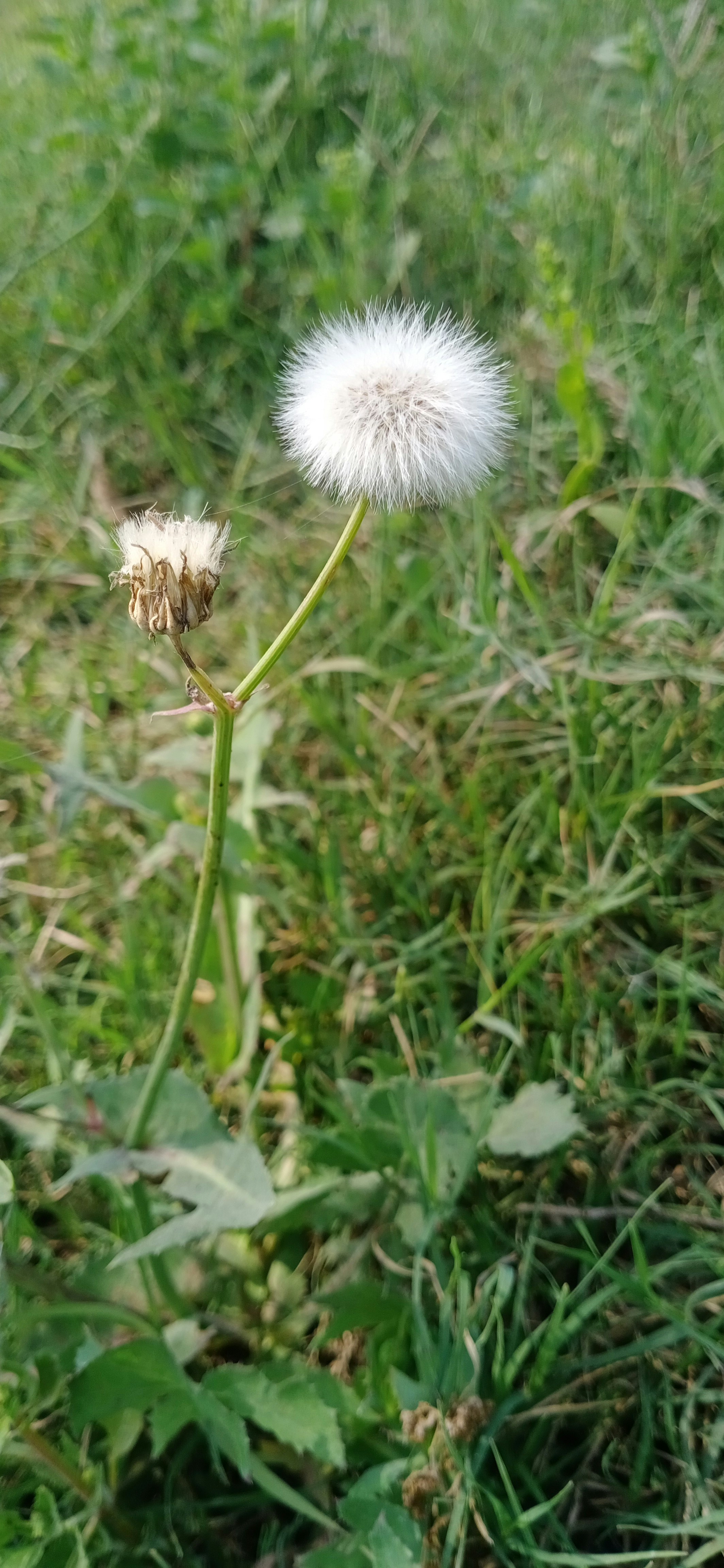 A dandelion in the middle of a grassy field photo Free Pakistan Image