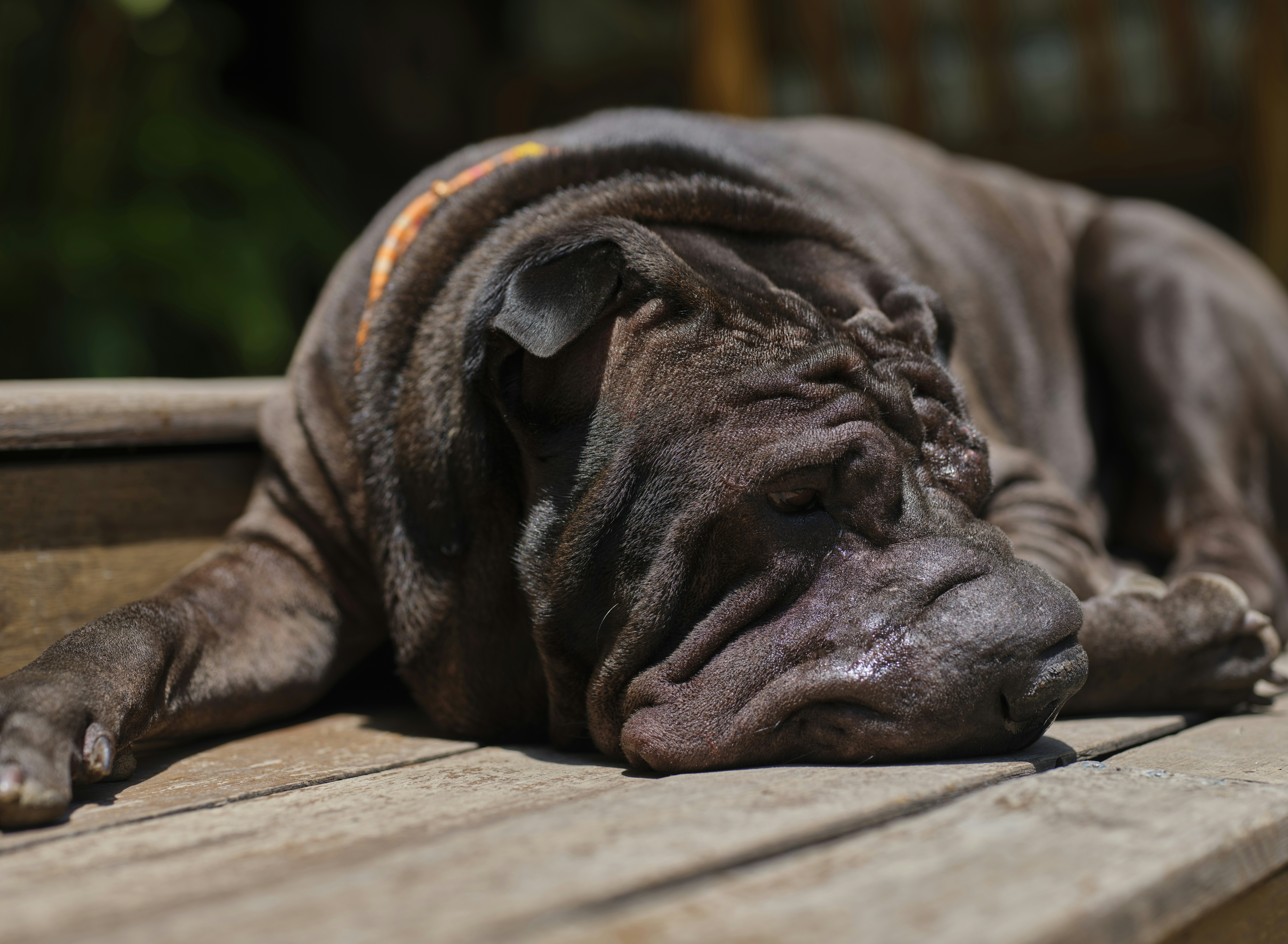 Blue Shar Pei Puppies Your Ultimate Adoption Guide