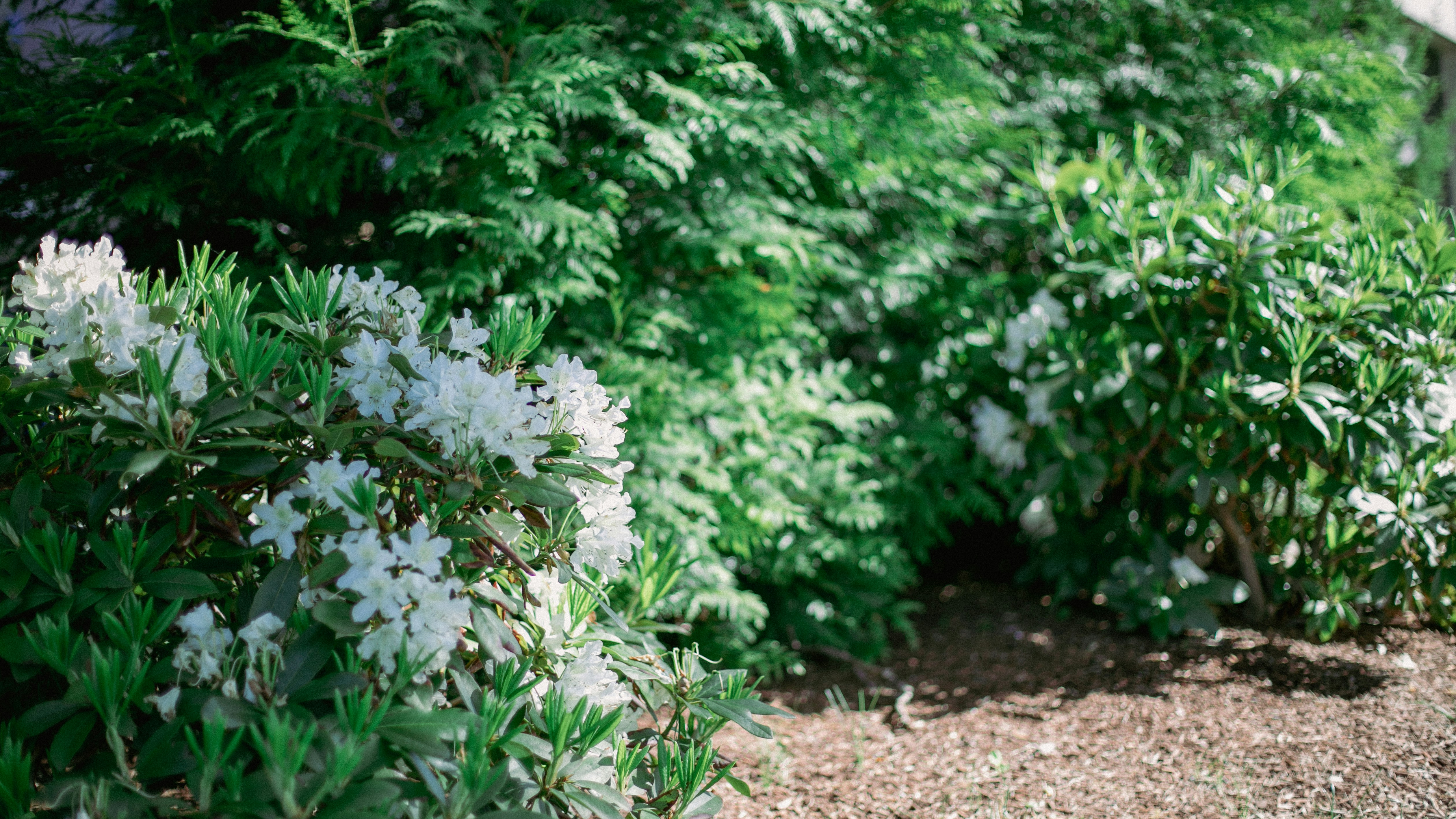 A group of bushes with white flowers photo Free Usa Image on Unsplash