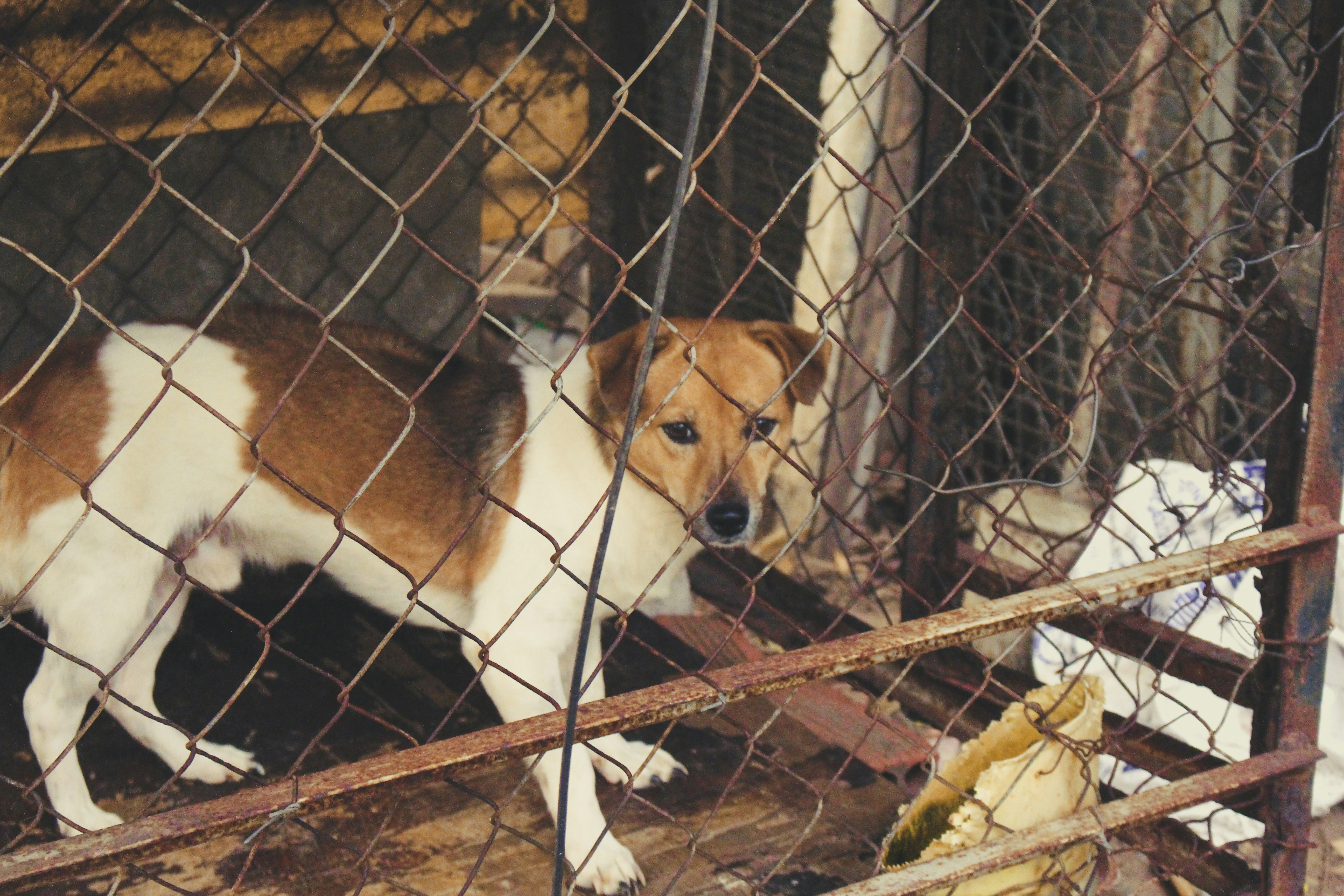 Ethically Sourced Pet Food Market Growth Insights