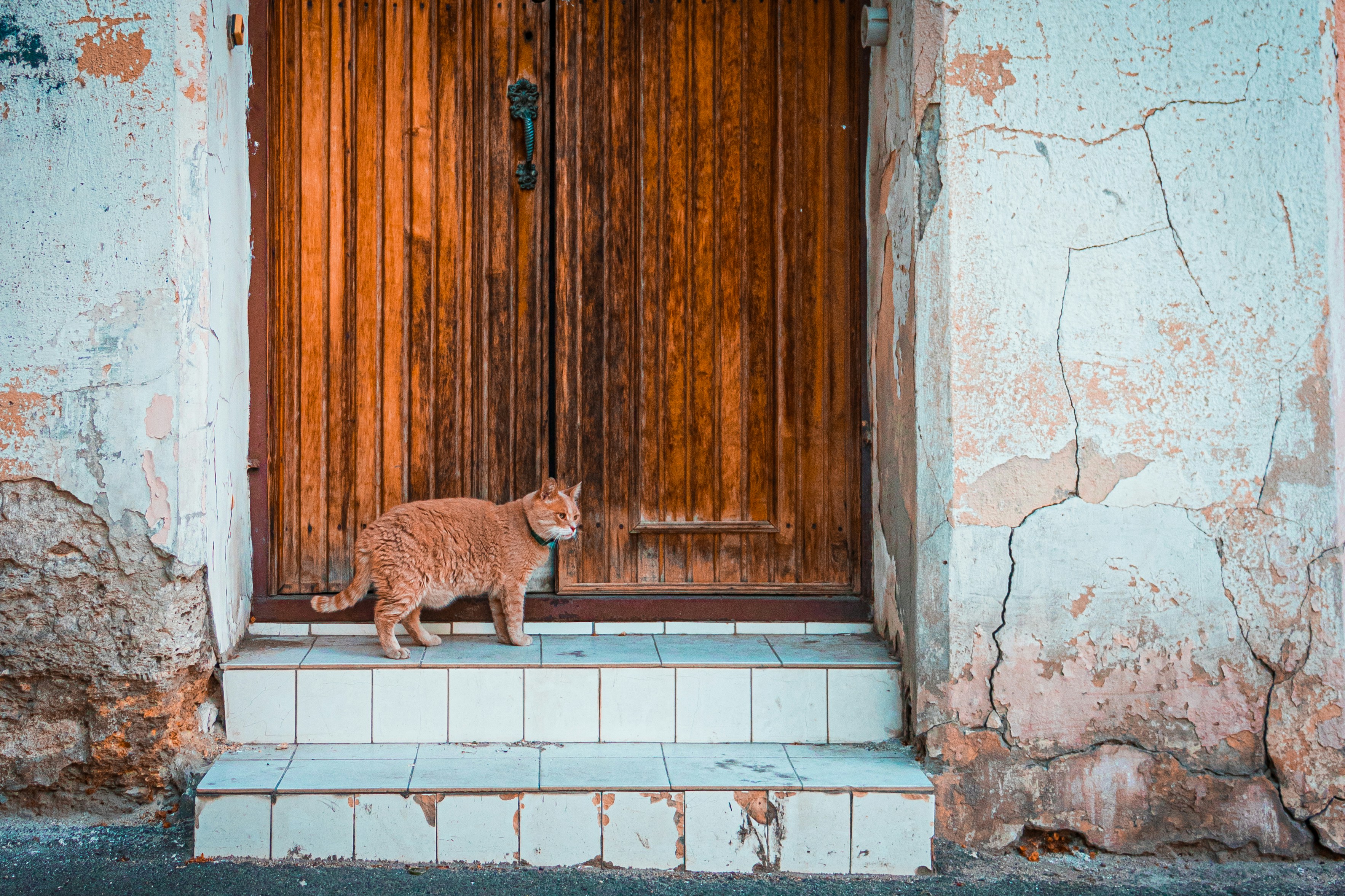 5 Advantages of Hiring Local Agents for International Pet Relocation