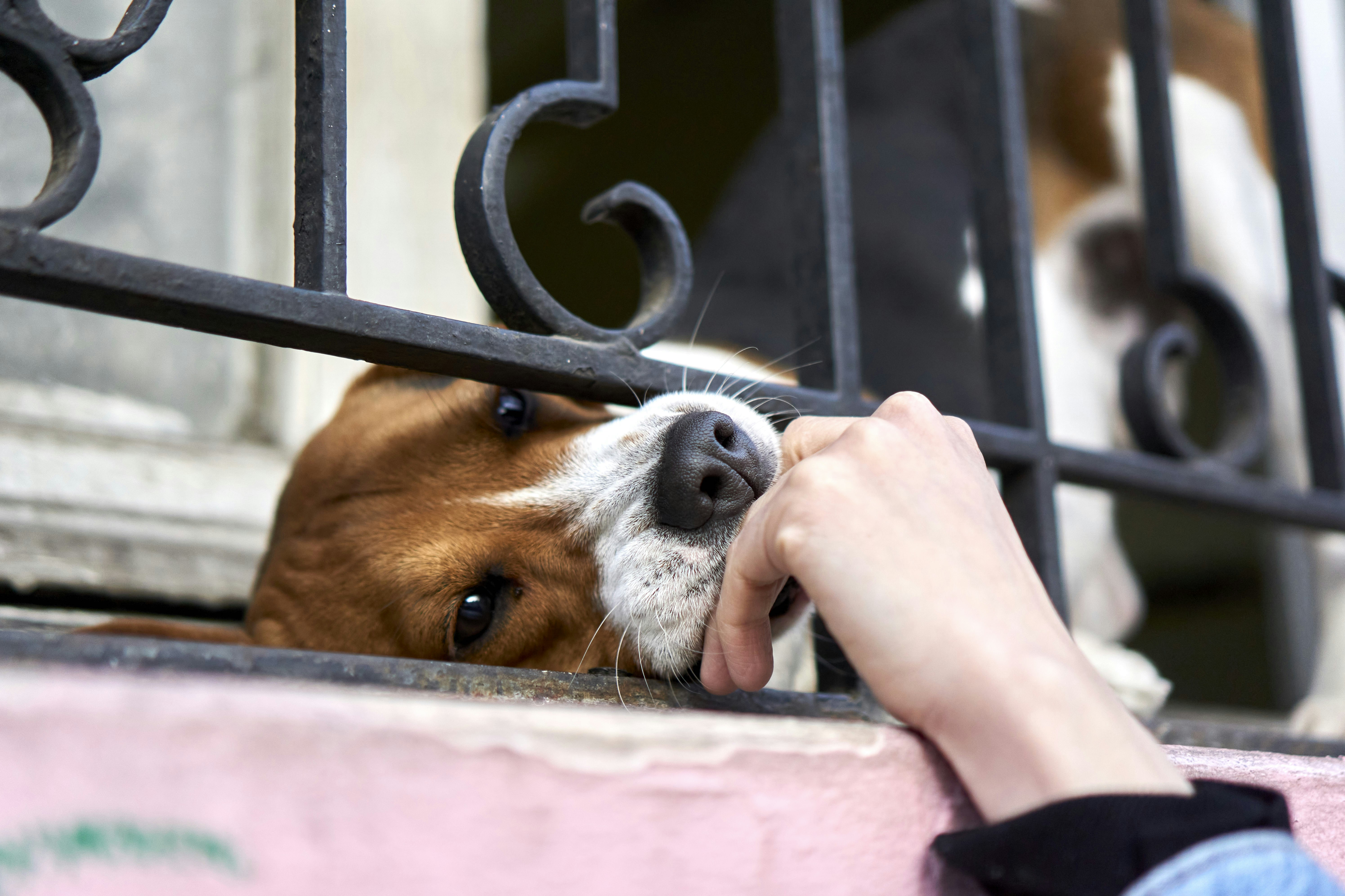 6 Things to Prepare for International Pet Relocation to Europe