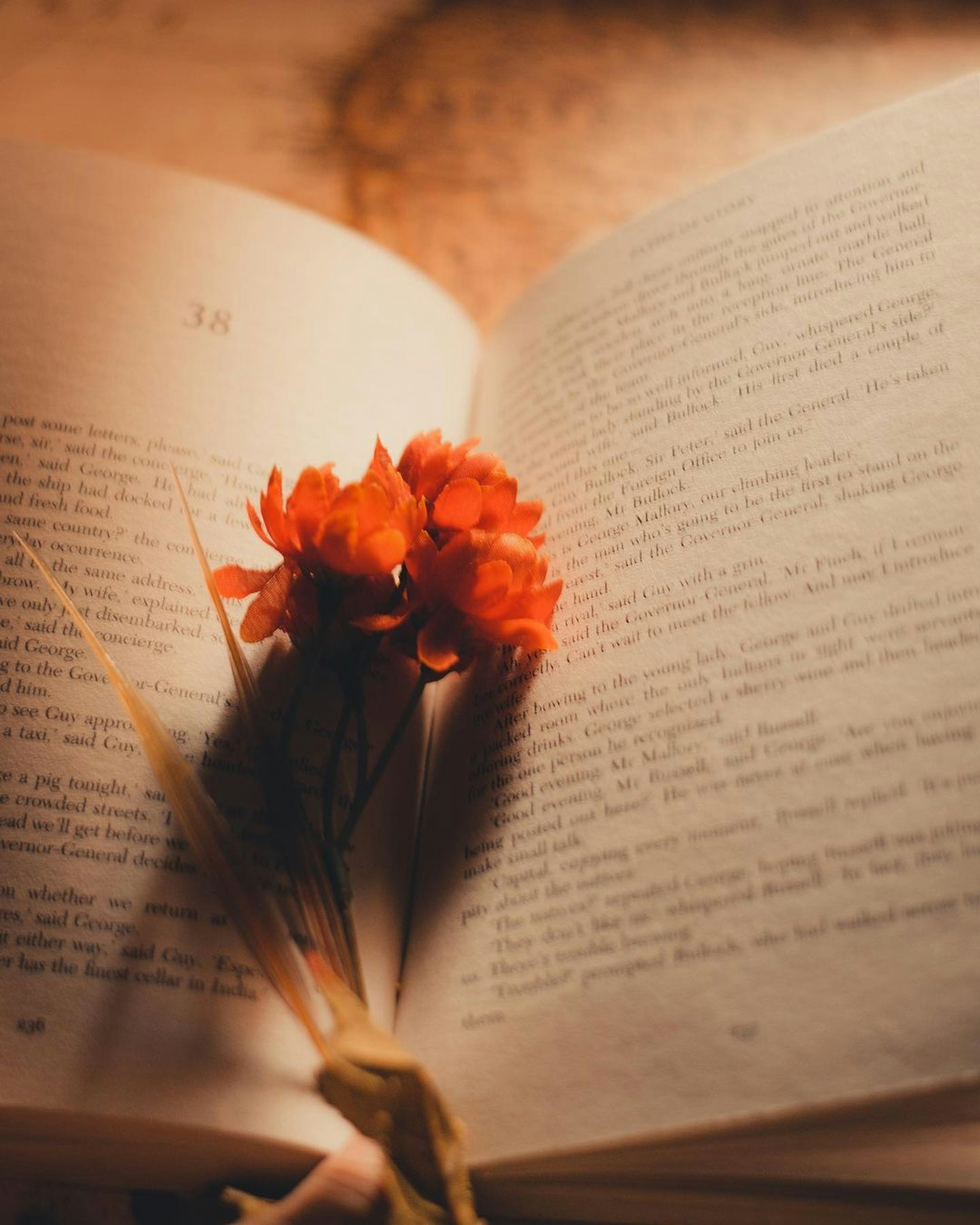 A flower in a book photo Free Book Image on Unsplash