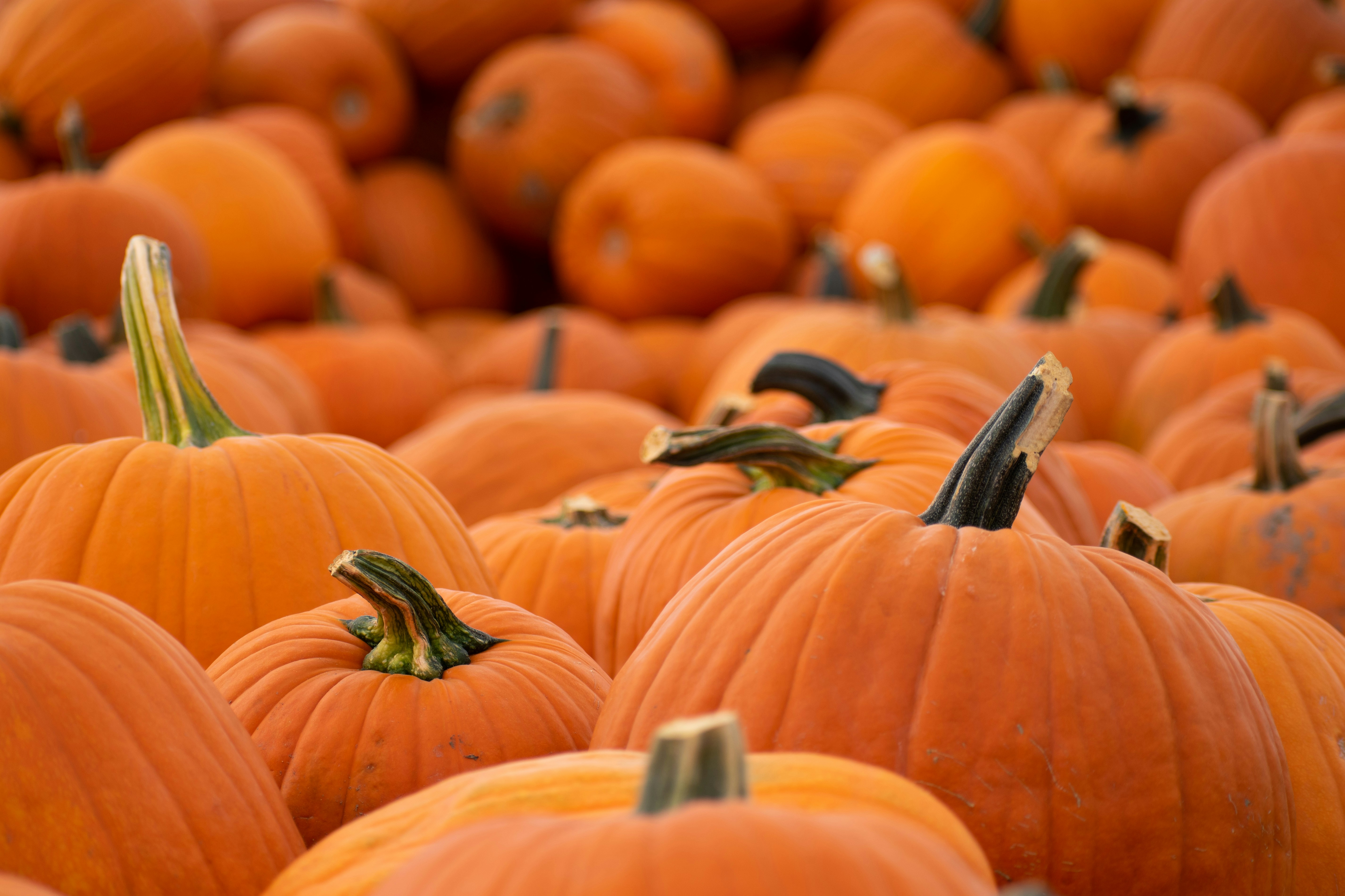 A pile of orange pumpkins photo Free Kuna Image on Unsplash