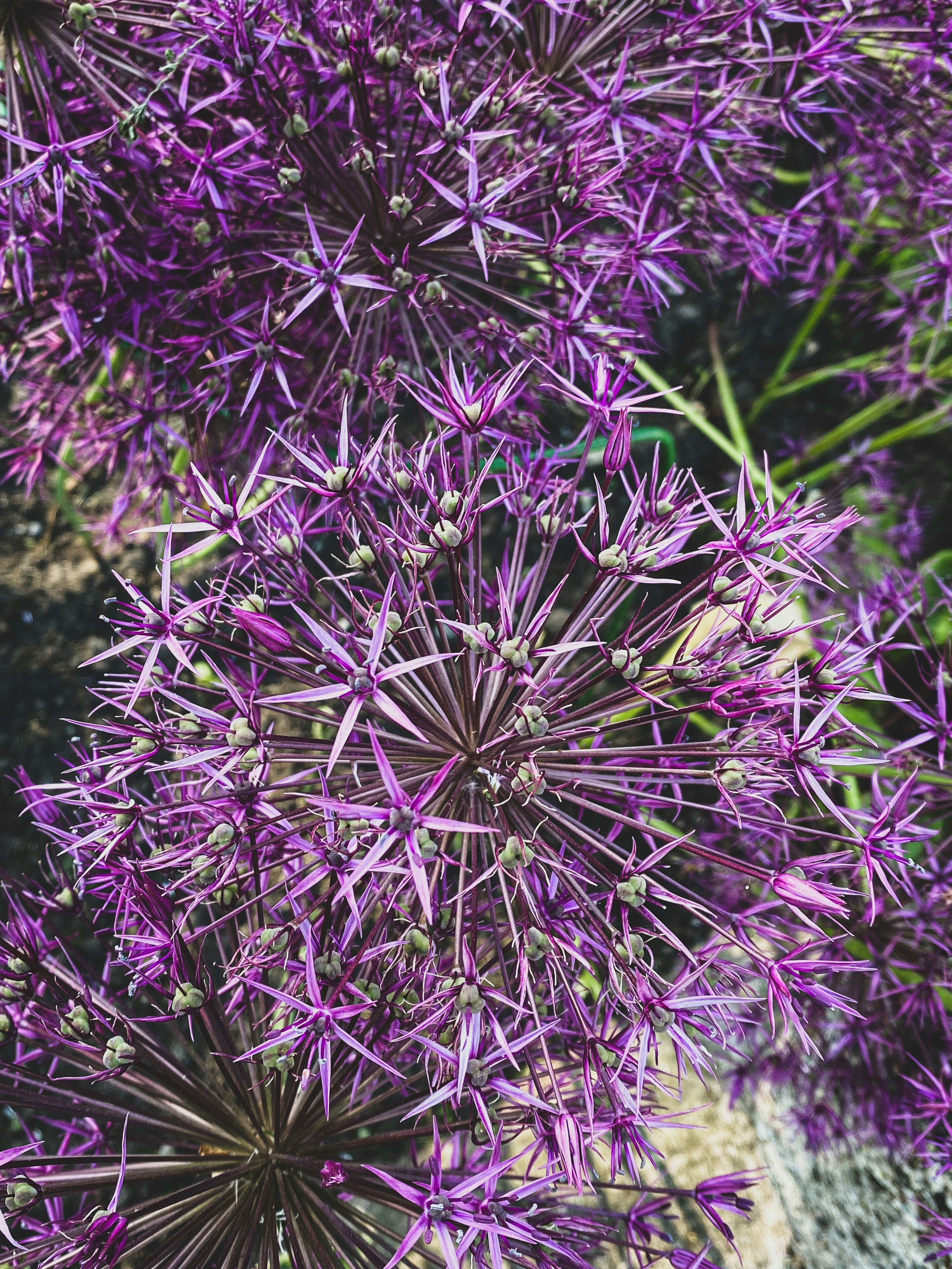 A group of purple flowers photo Free Flower Image on Unsplash