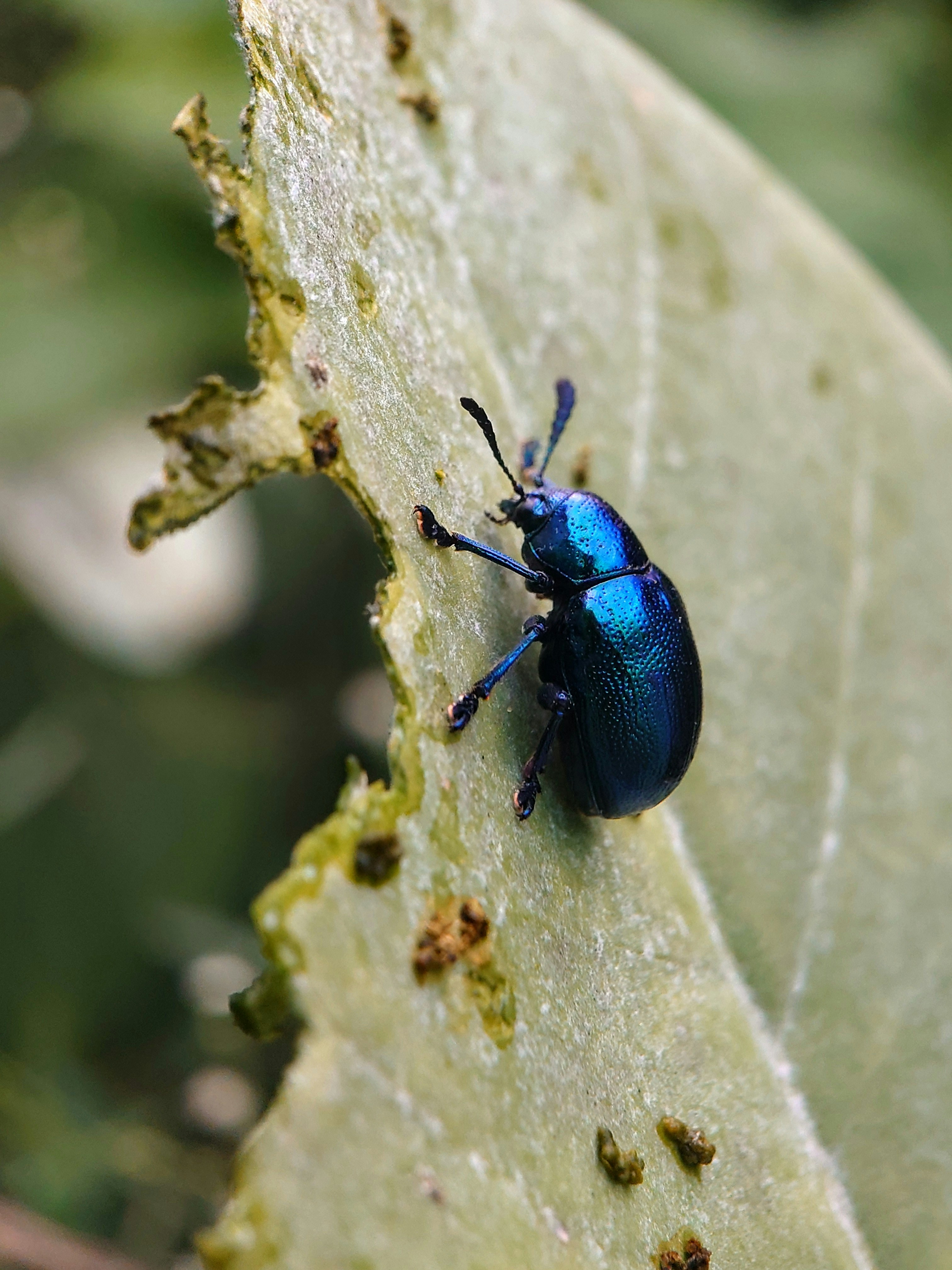 Blue Beetle Insect