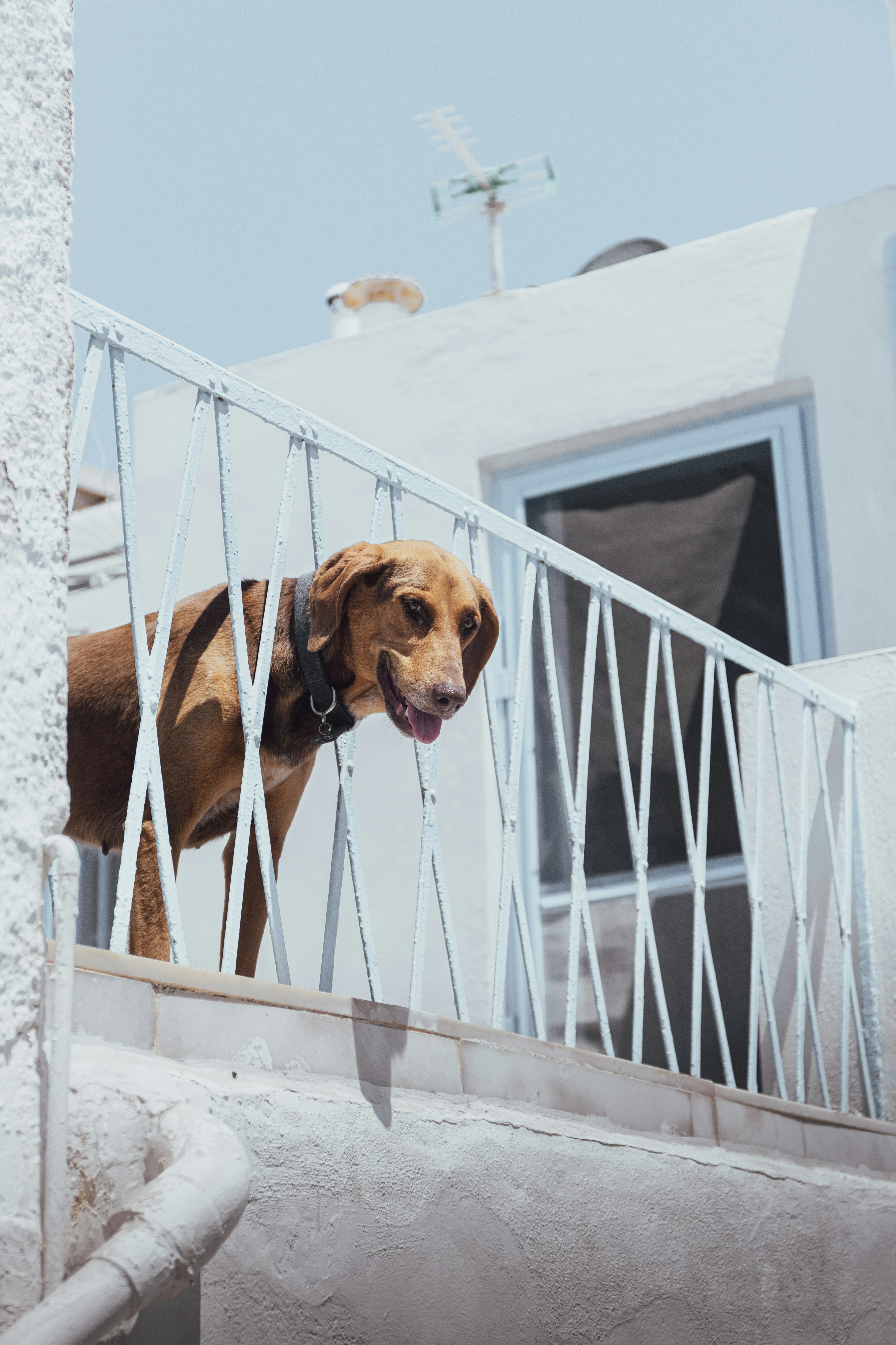 5 Real-Life Case Studies of Pet Relocation Costs