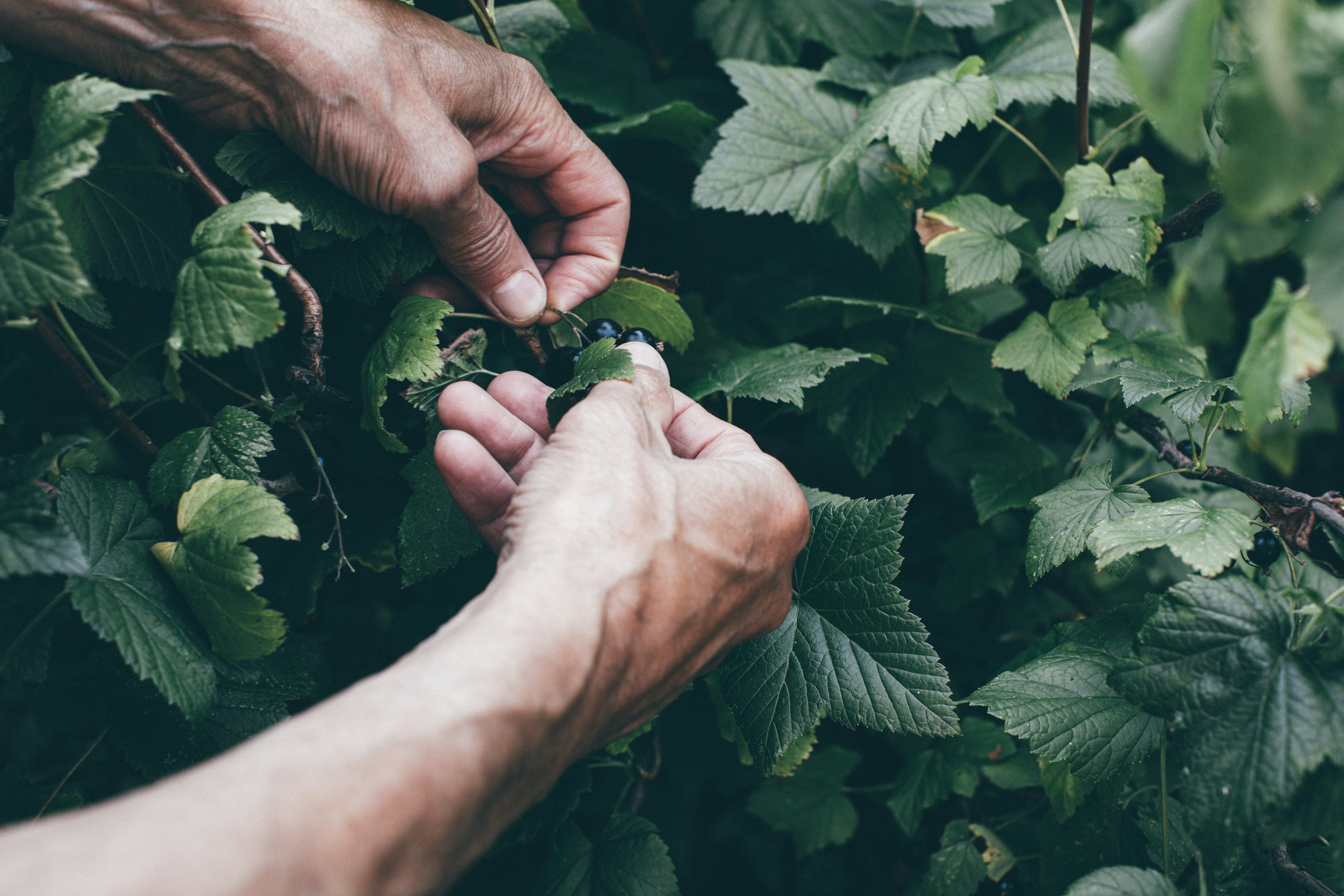Functional Foods and Health-driven Consumption