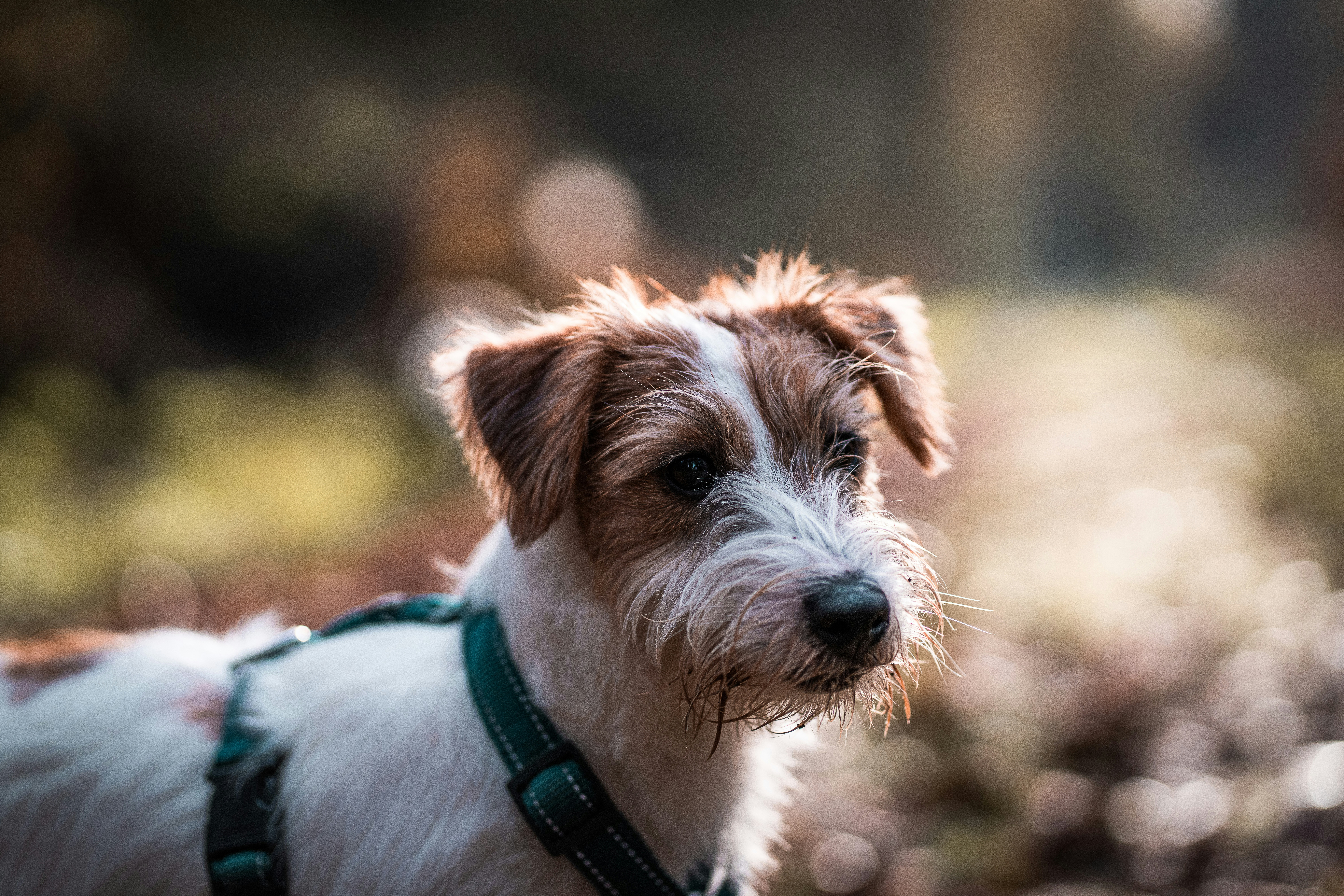 True or False Are Jack Russell Terrier Good Family Dogs?