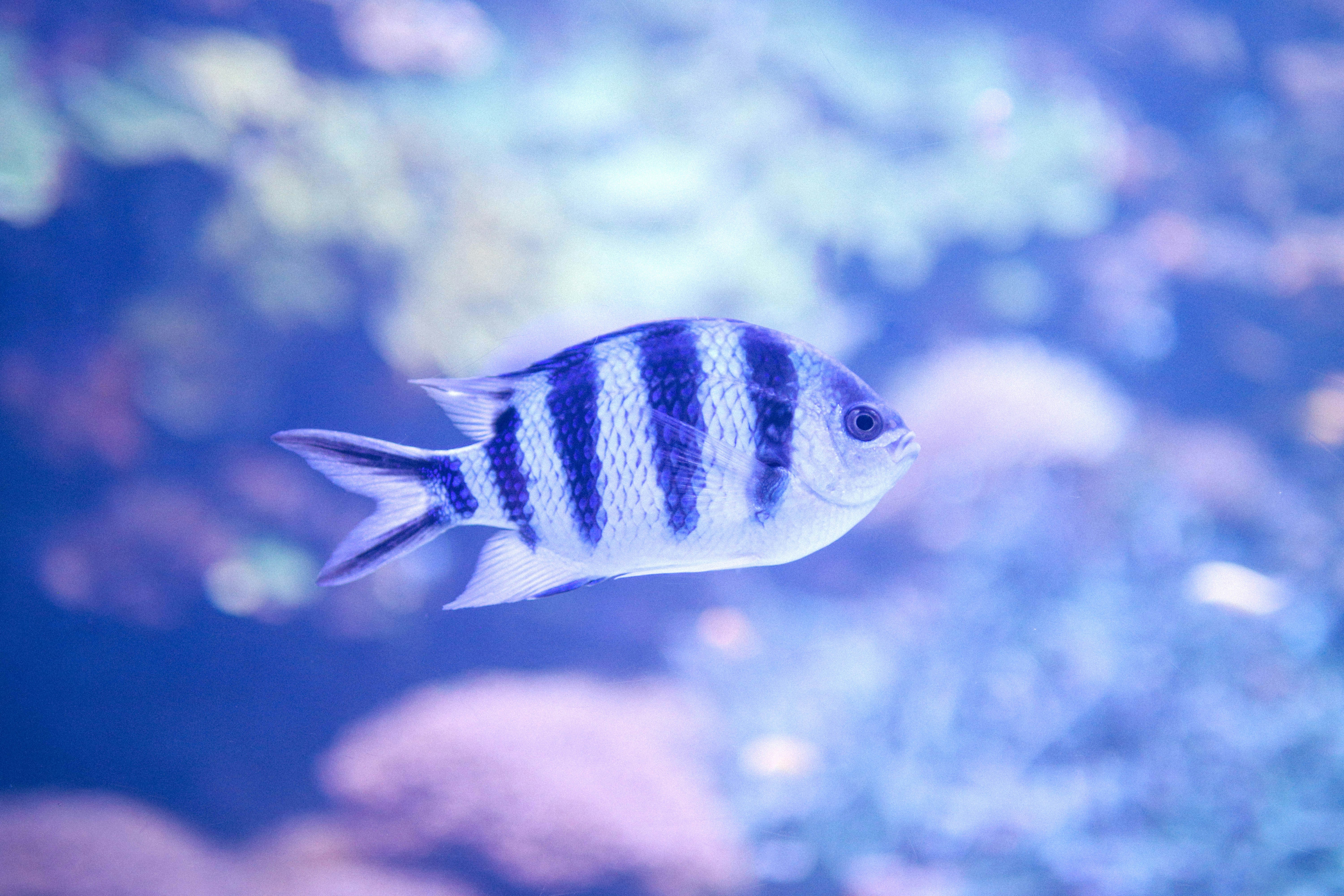 A black and white striped fish swimming in an aquarium photo Free