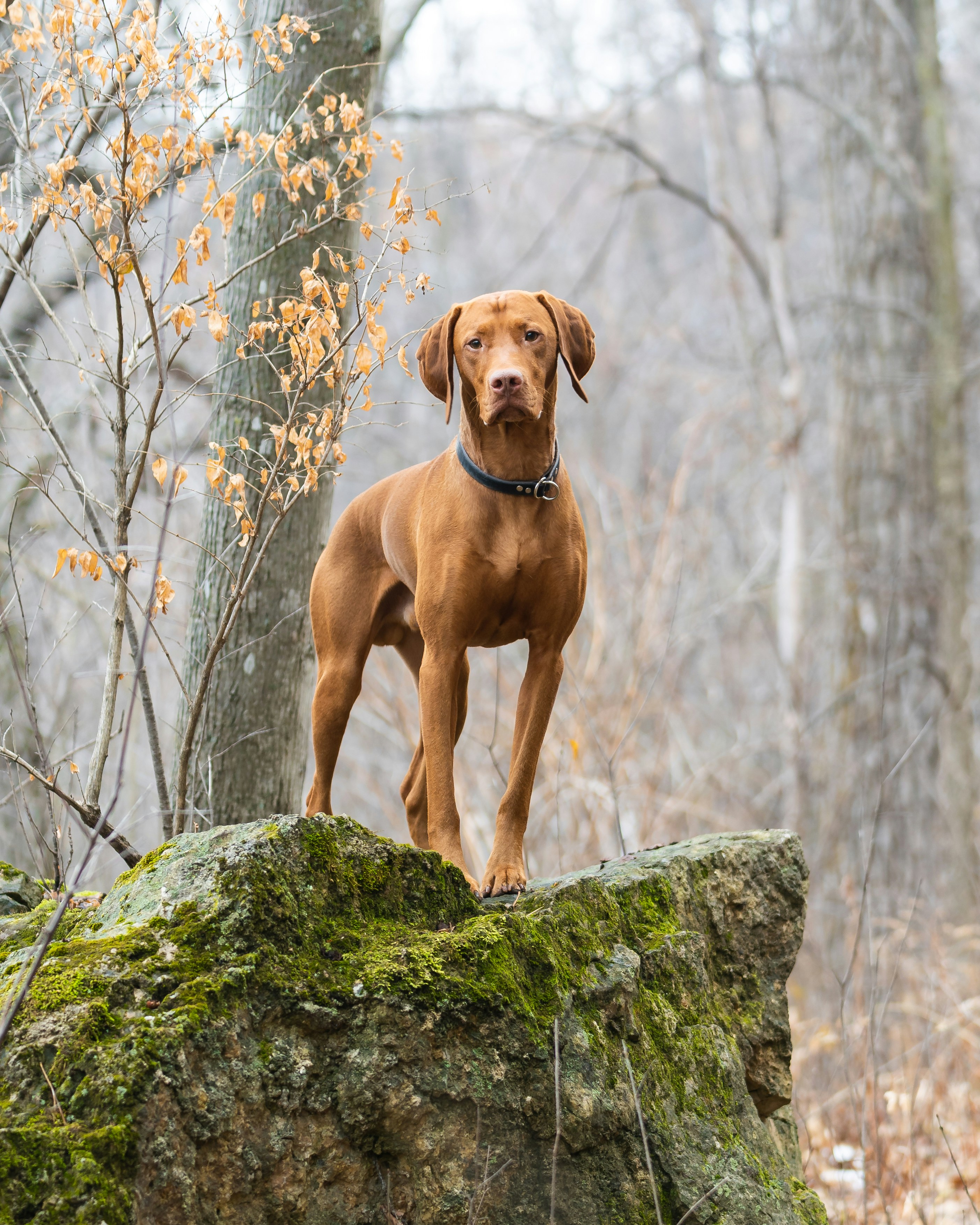 How Much Does A Vizsla Cost? Comprehensive Price Guide