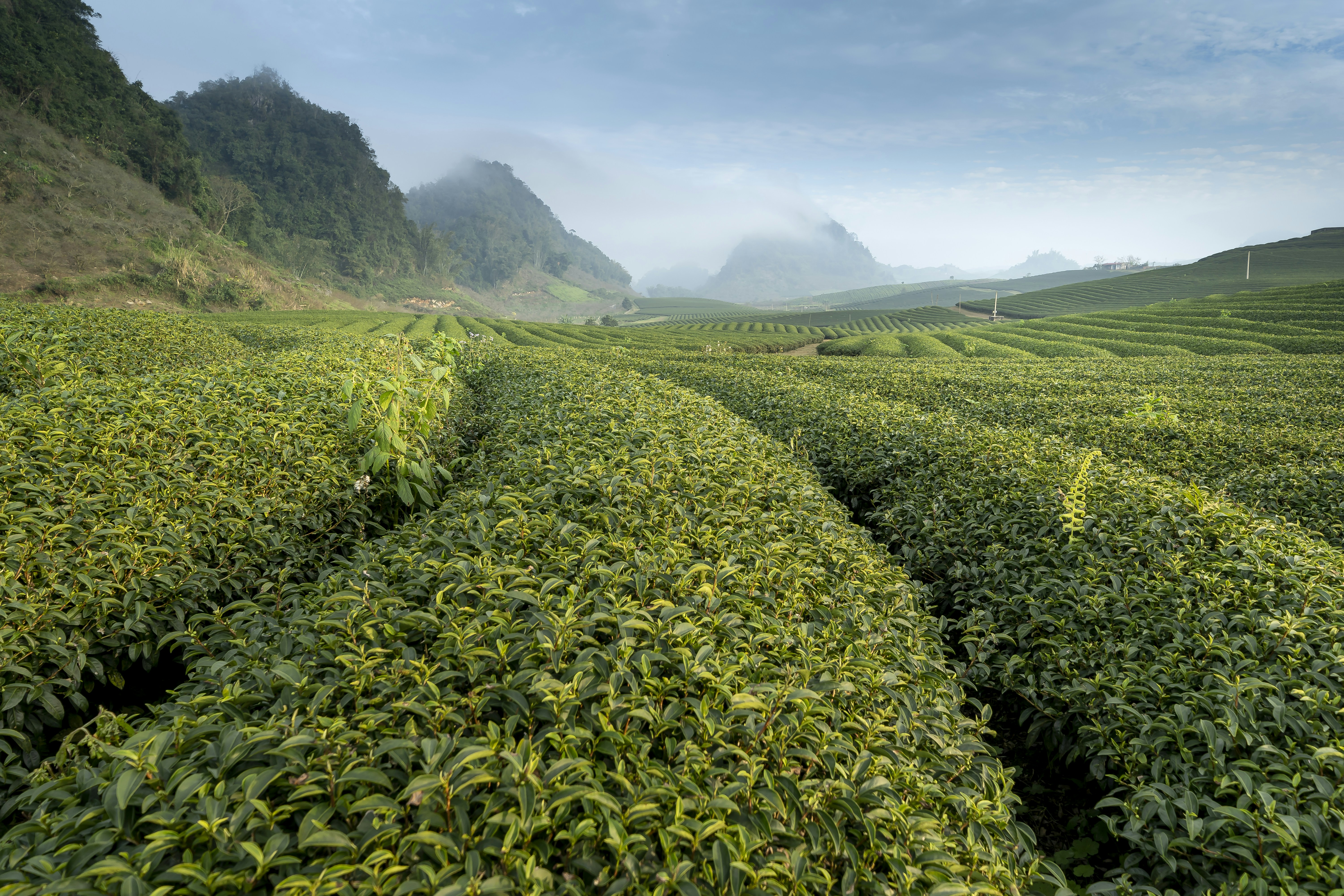 Natural Tea Market