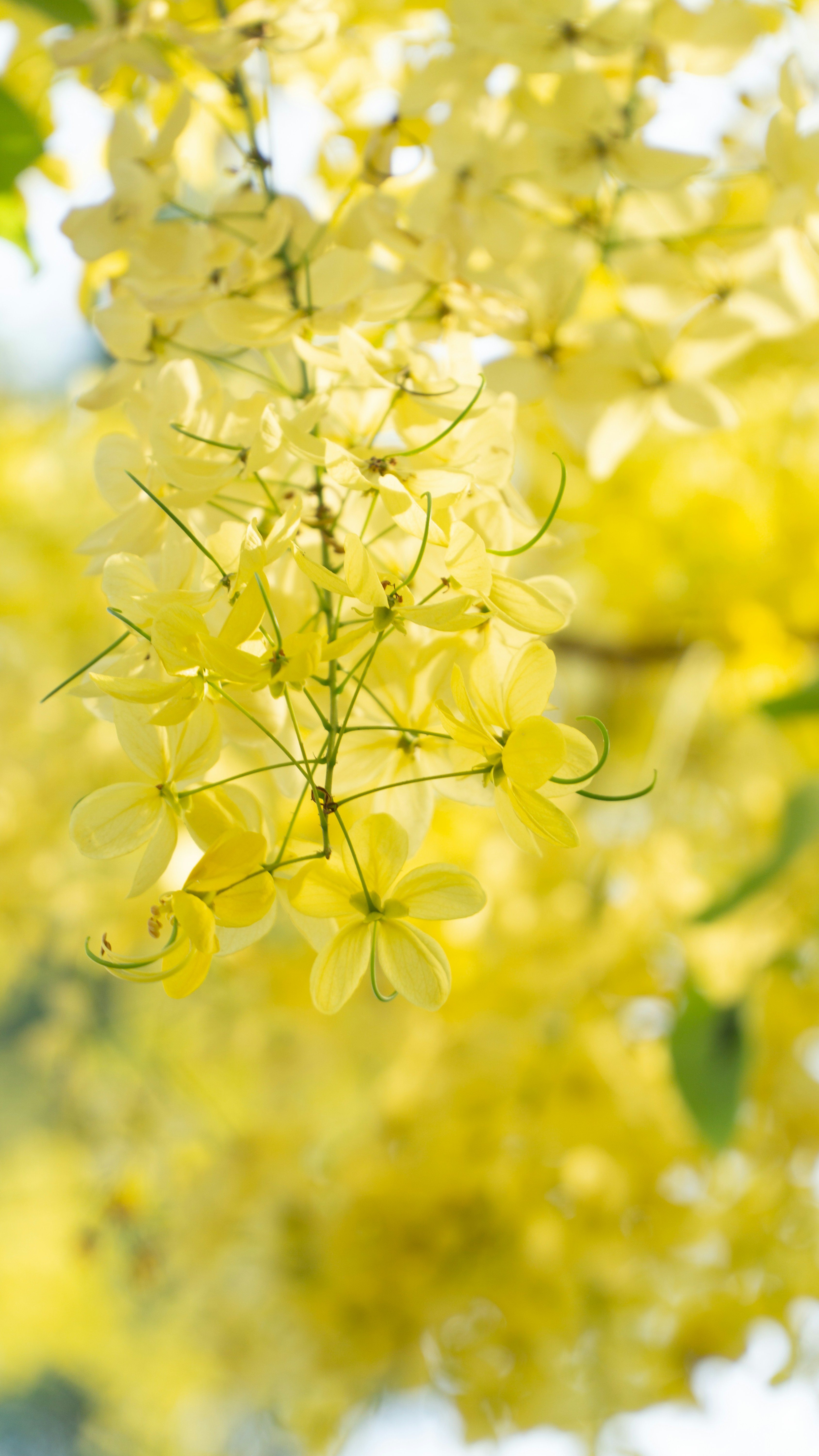 A bunch of yellow flowers hanging from a tree photo Free Blossom