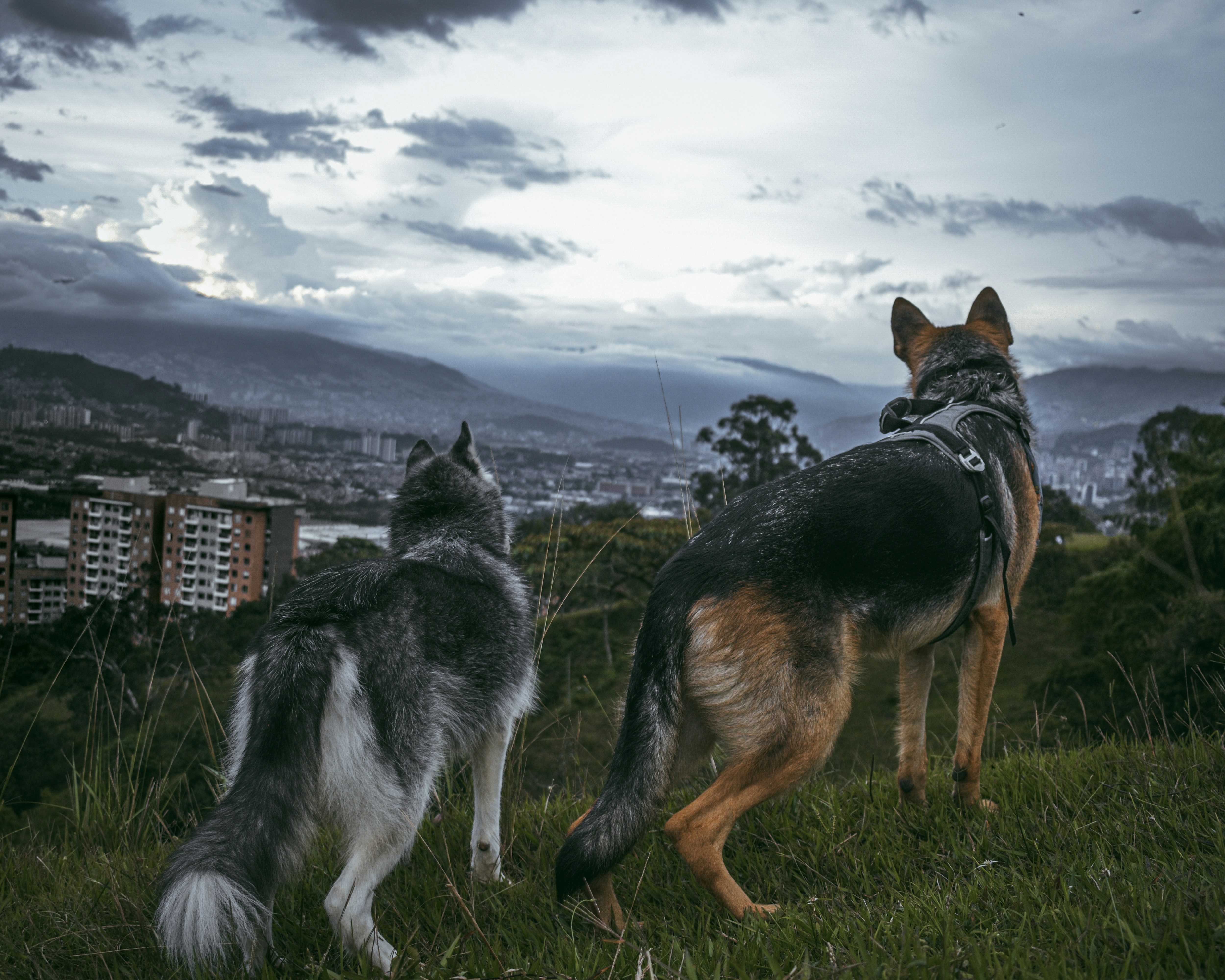 7 International Pet Relocation Tips for South America
