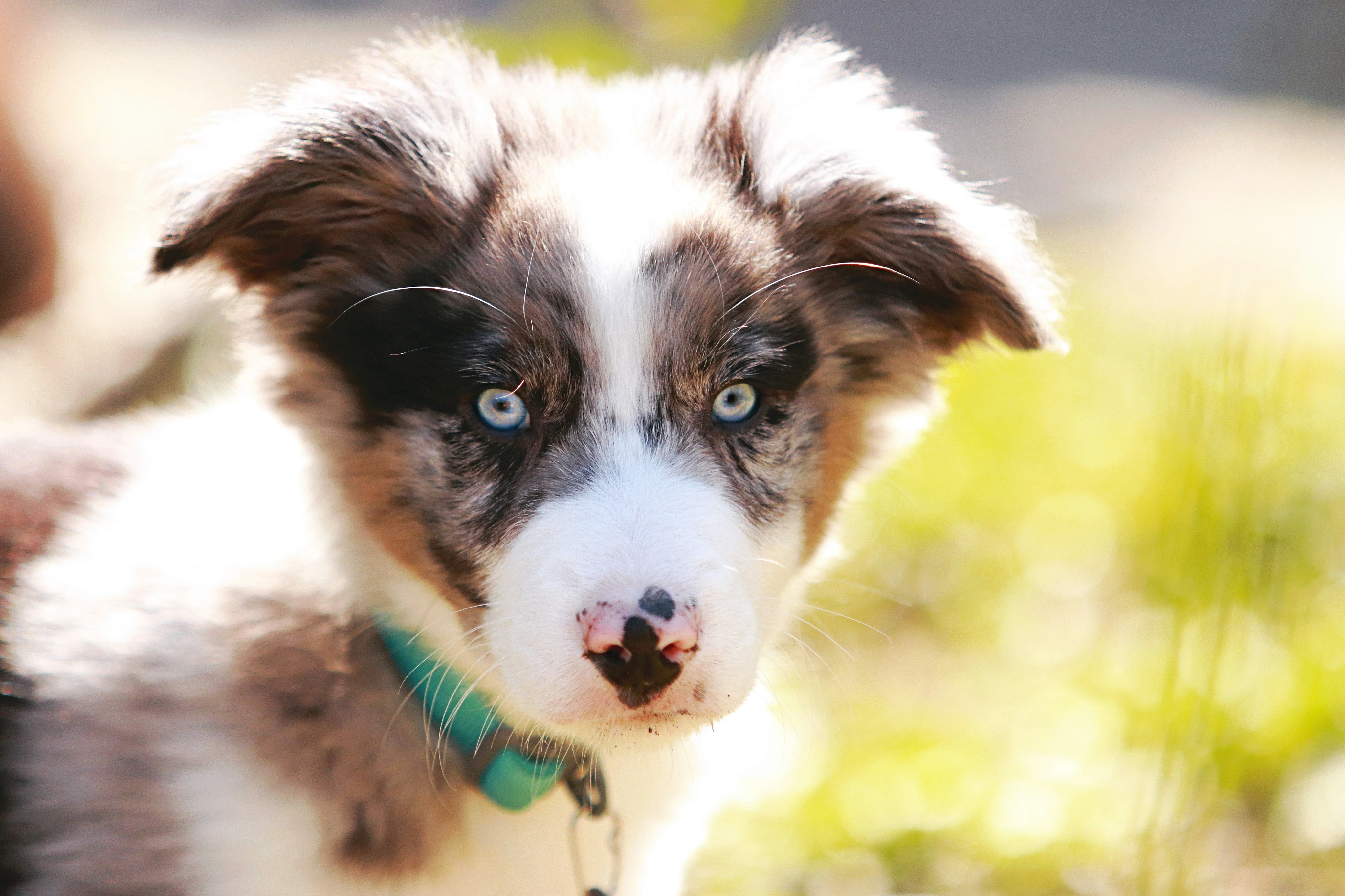 Are Border Collies Good with Cats The Real Scoop