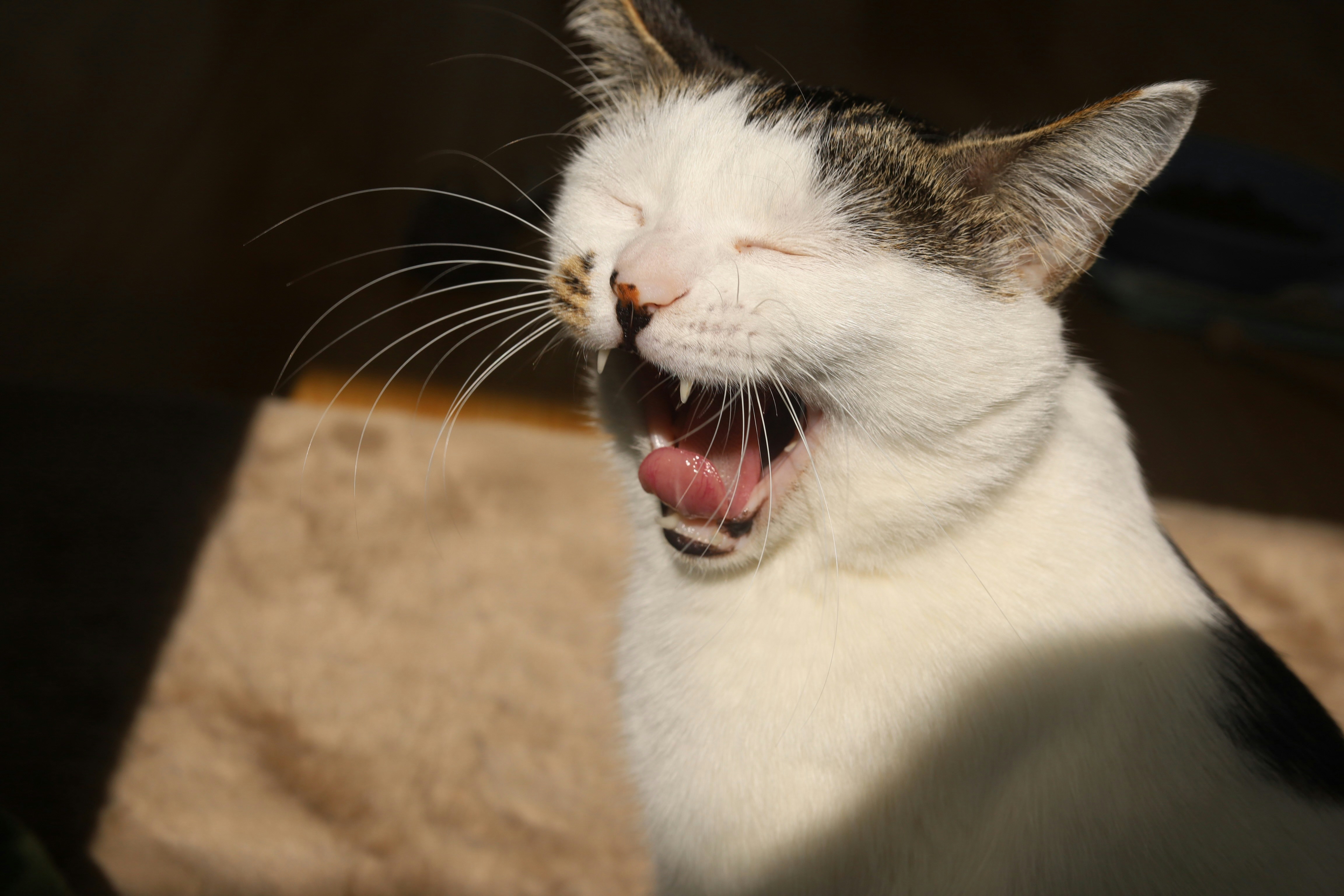 Is Your cat sneezing a lot CatPedia