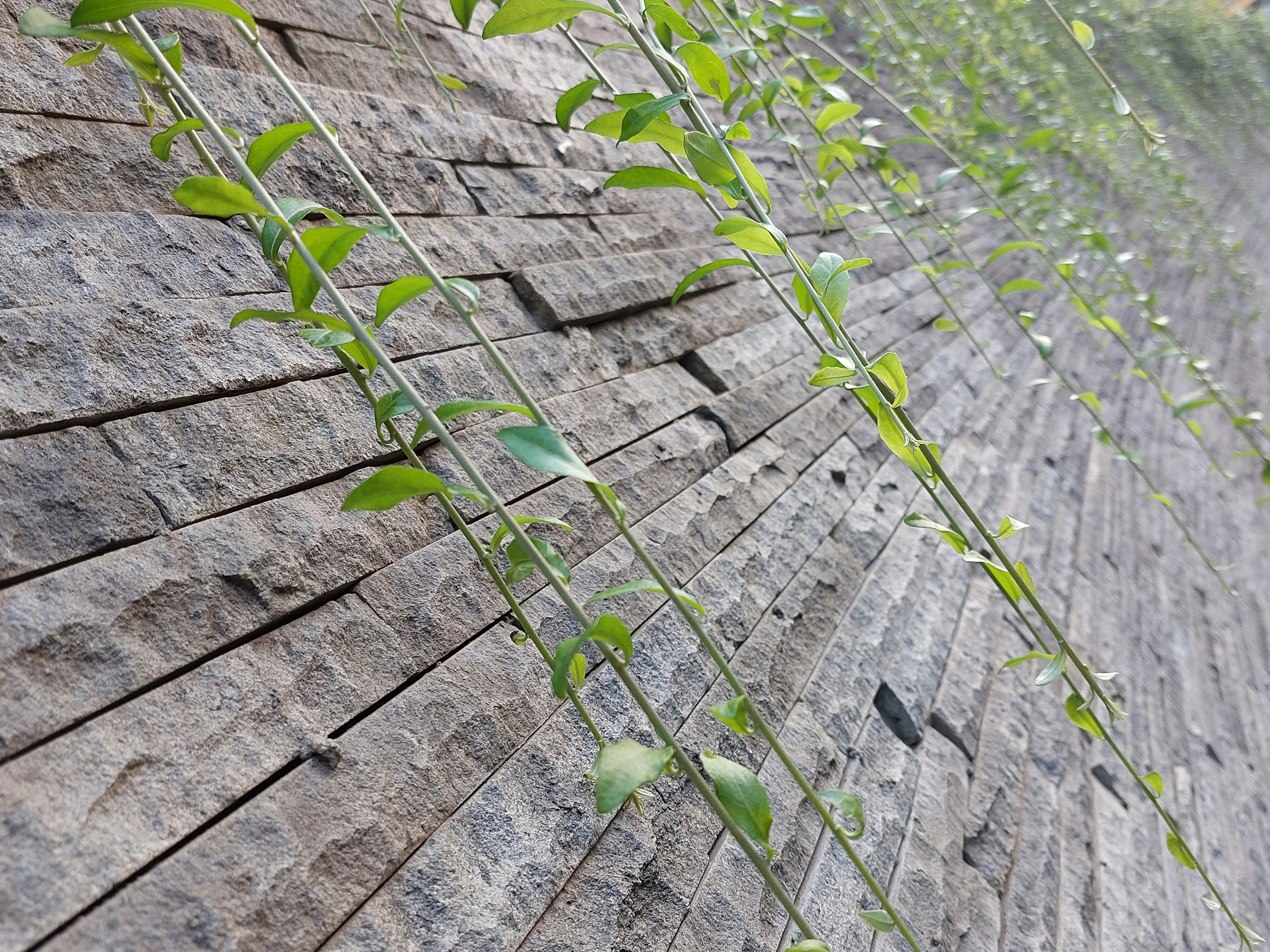 A brick wall with vines growing on it photo Free Bandung city Image