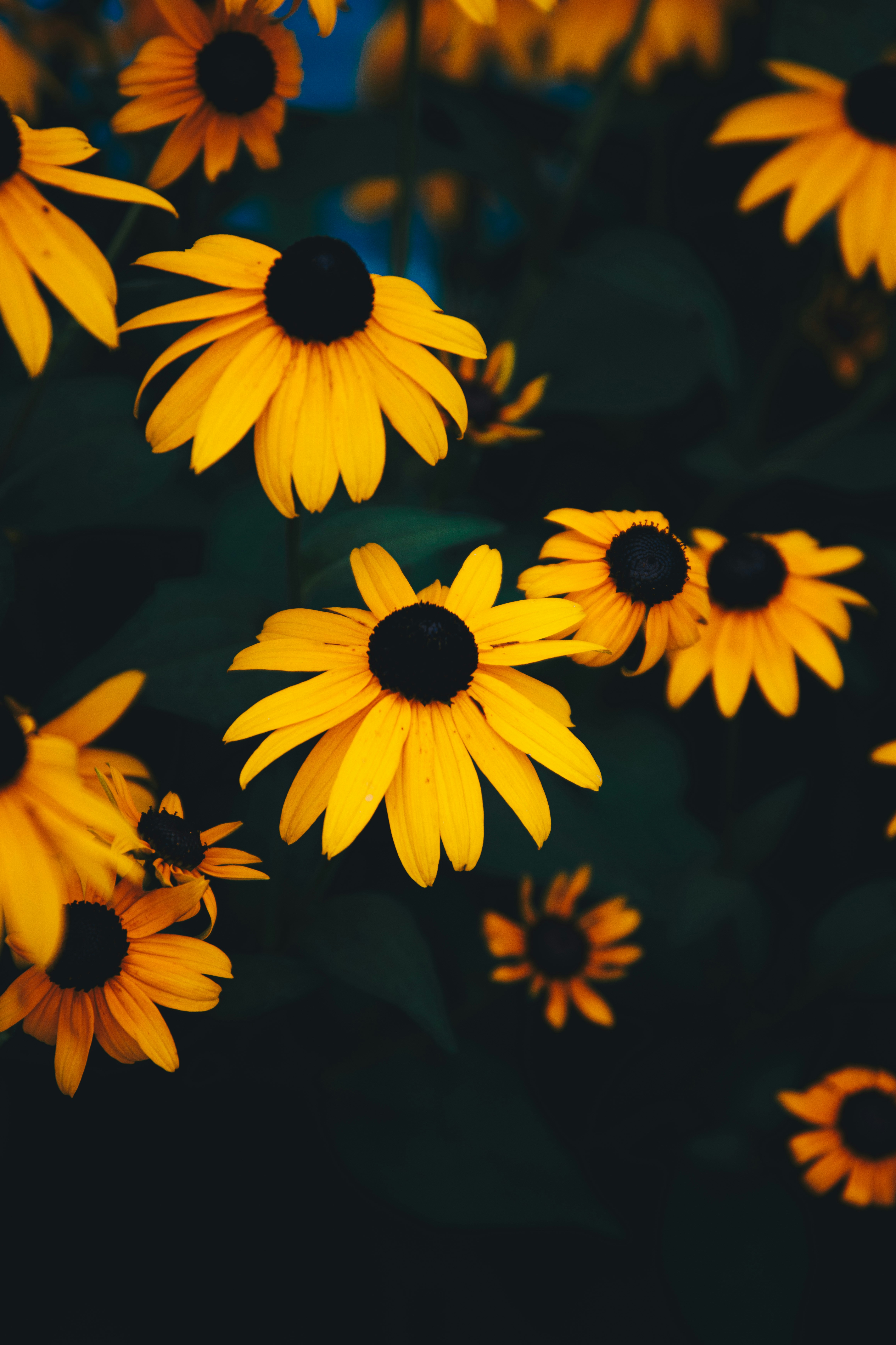 A bunch of yellow flowers that are blooming photo Free Flower Image