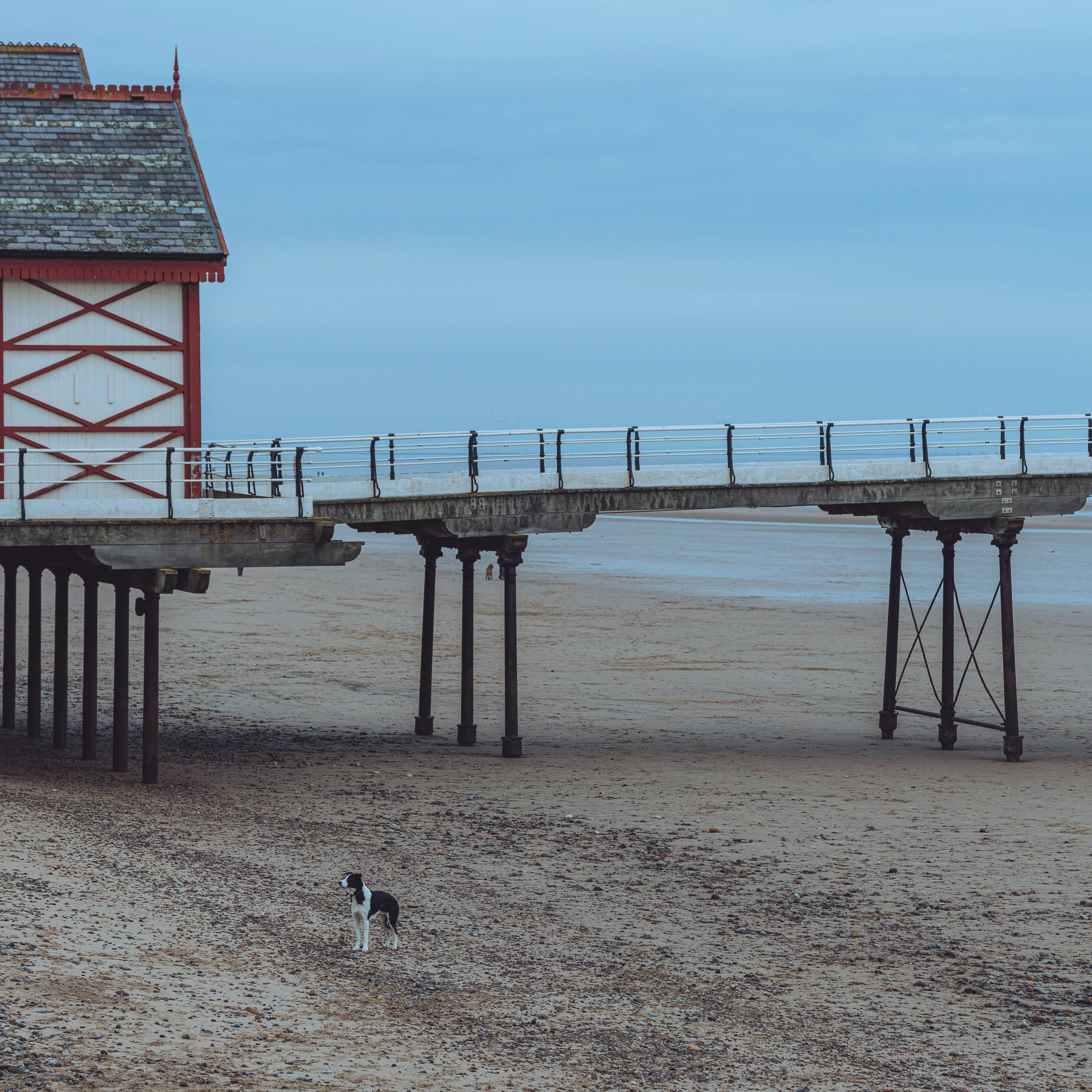 A dog walking on a beach next to a pier photo Free Saltburnbythe