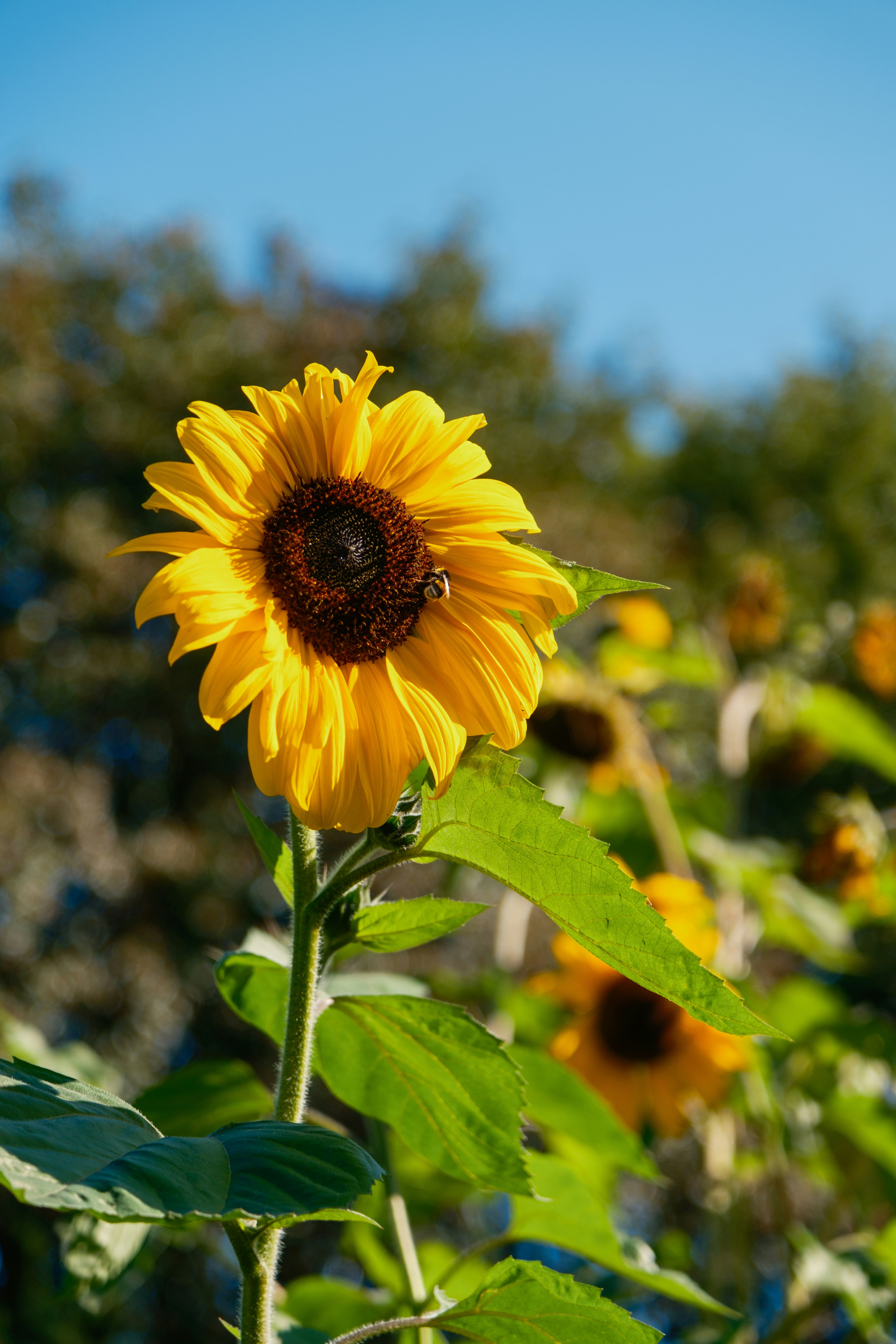 A large sunflower in a field of sunflowers photo Free Oslo Image on