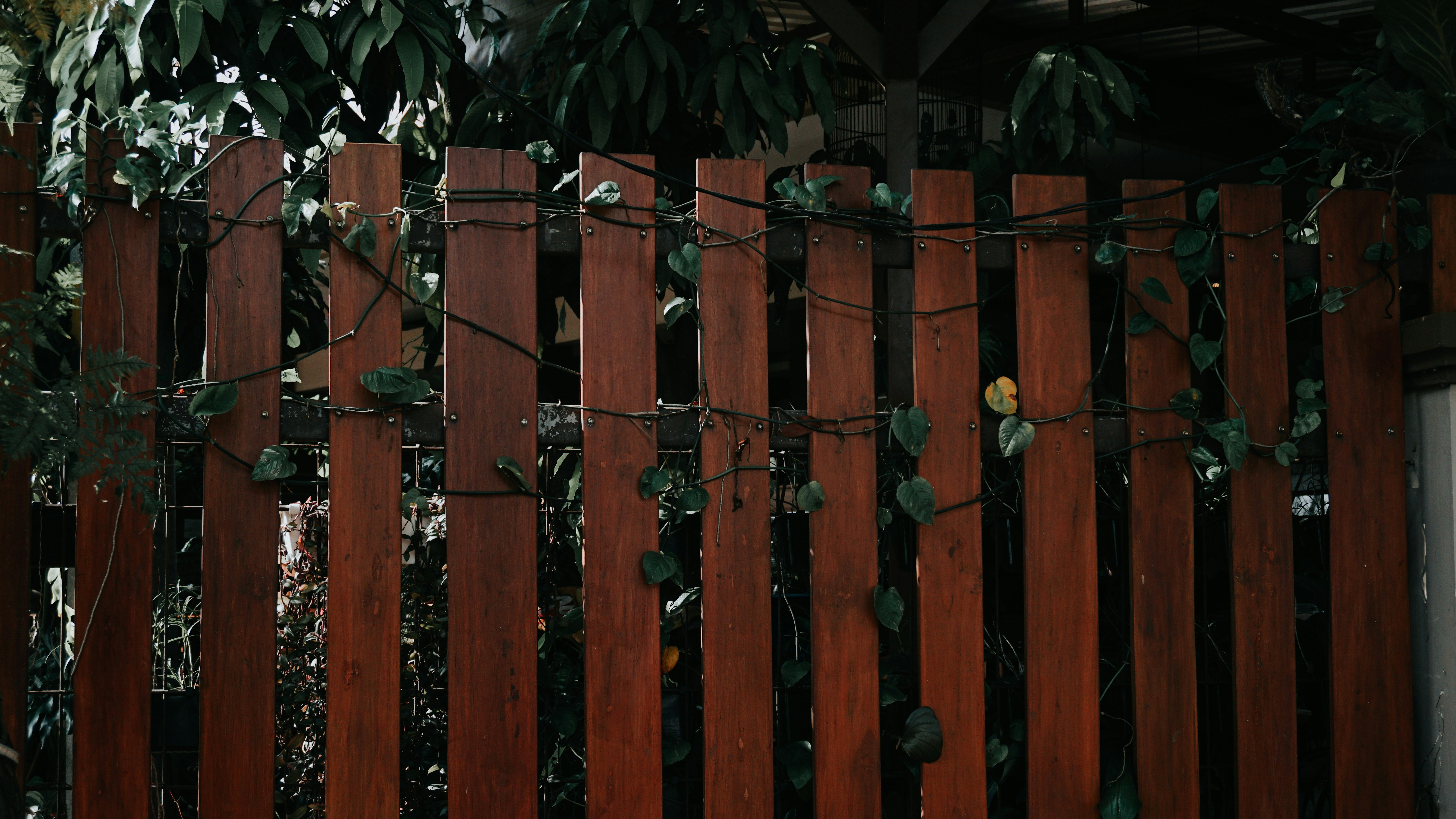 A wooden fence with vines growing on it photo Free Bandung Image on