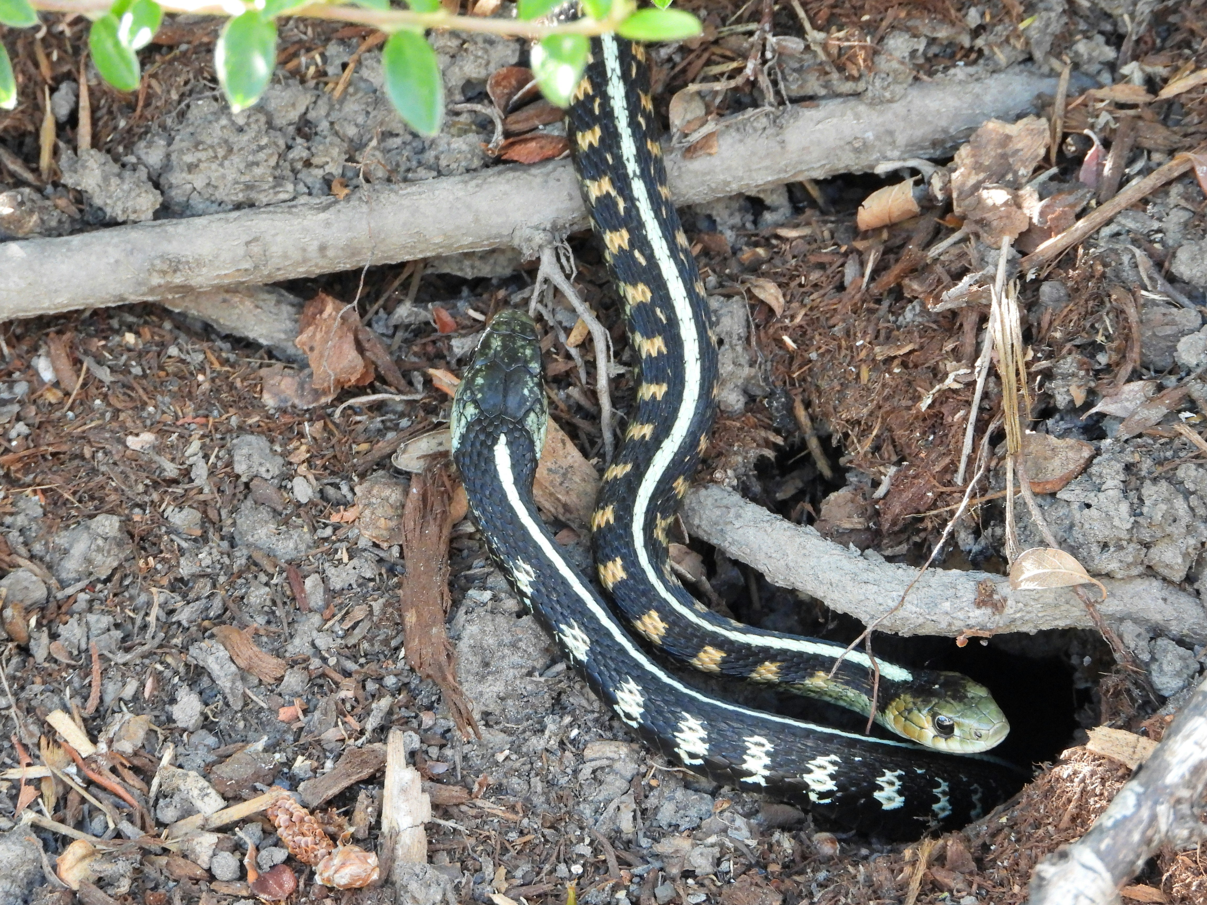 A black and white striped snake on the ground photo Free Portland oregon Image on Unsplash