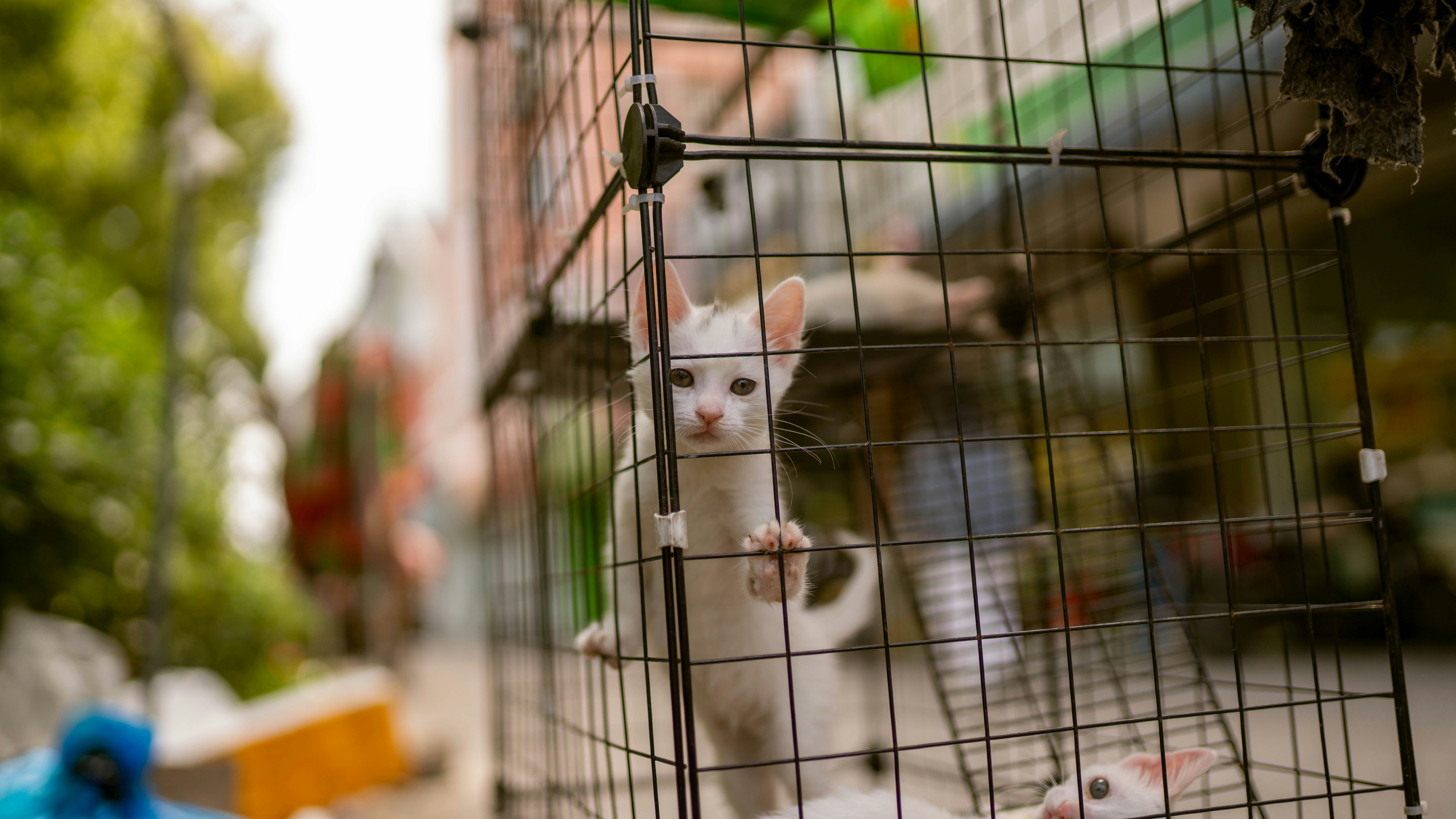 7 Pet Crate Rules for Safe International Pet Relocation