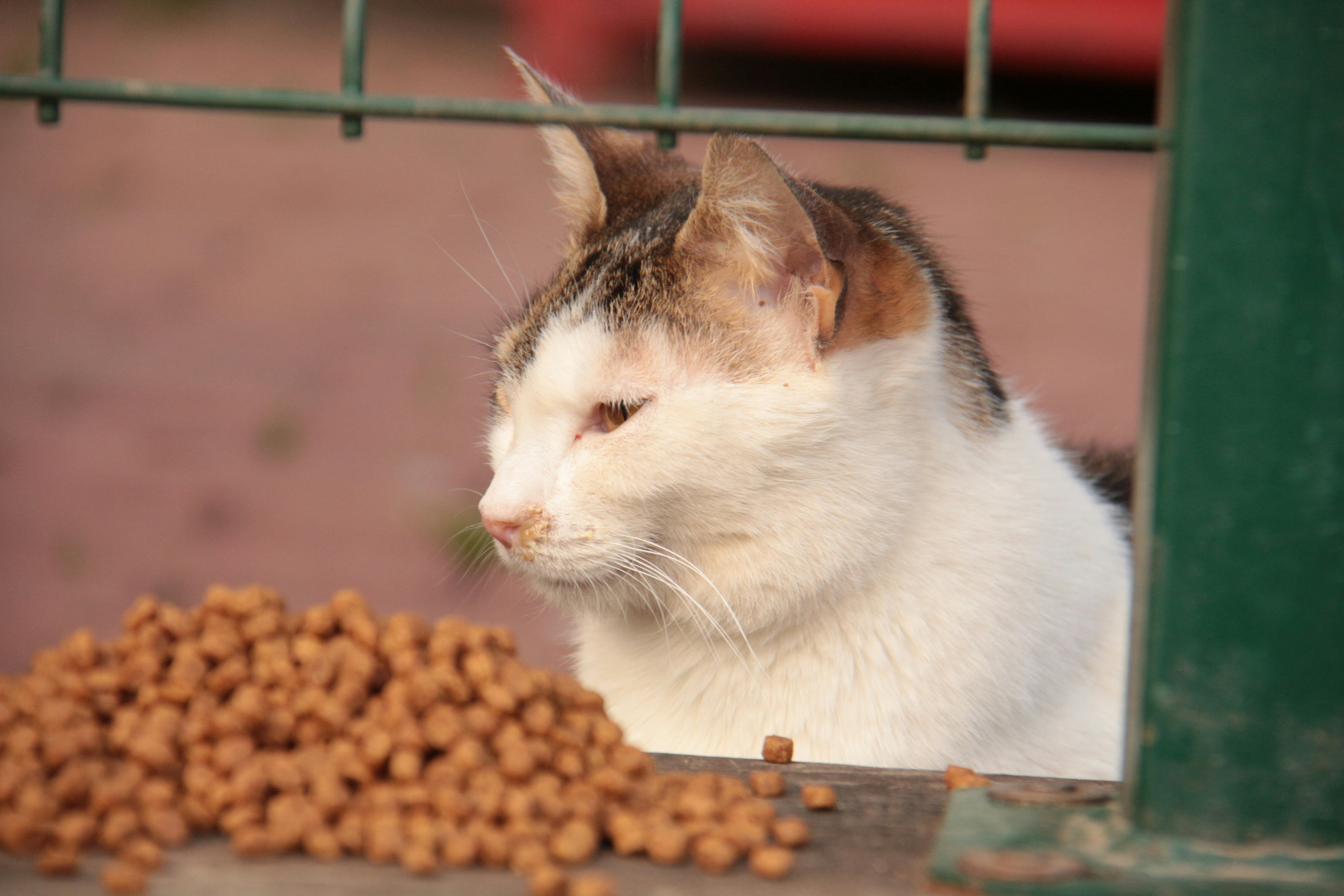 Cats and Vegetables List of Veggies for Cats to Eat and Avoid