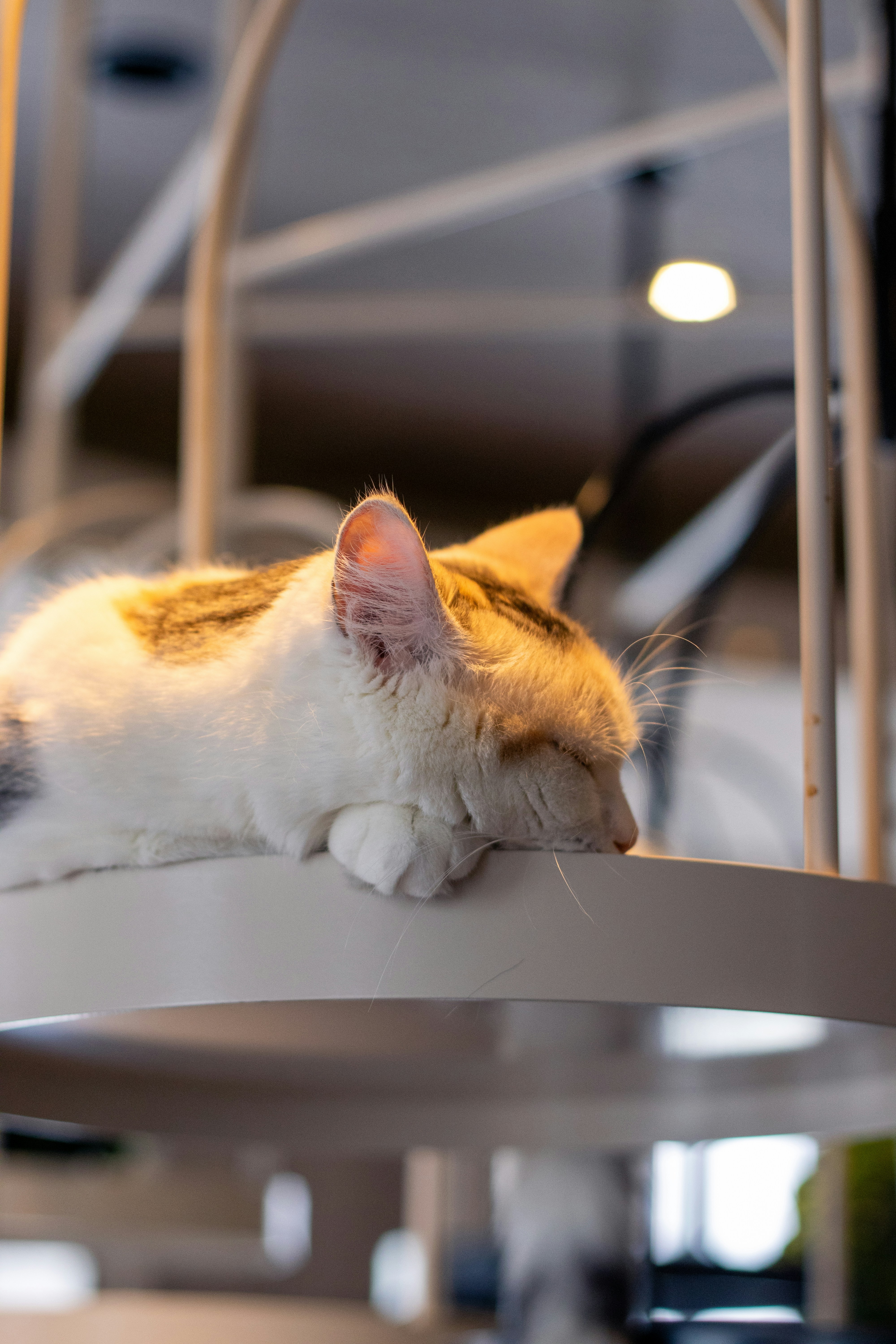 6 Sleeping Area Hacks for Cats at Pet Cats World
