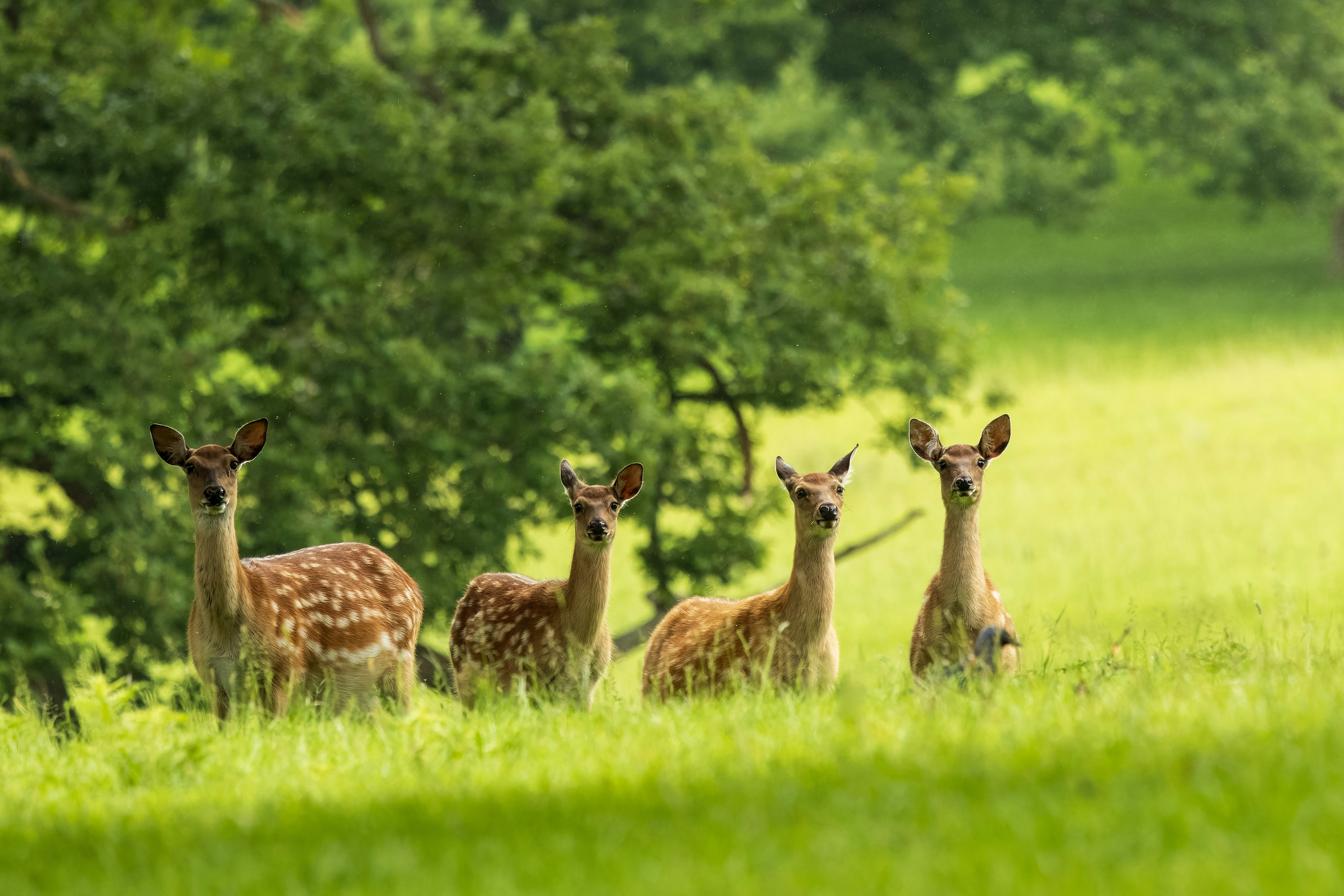 A herd of deer standing on top of a lush green field photo Free
