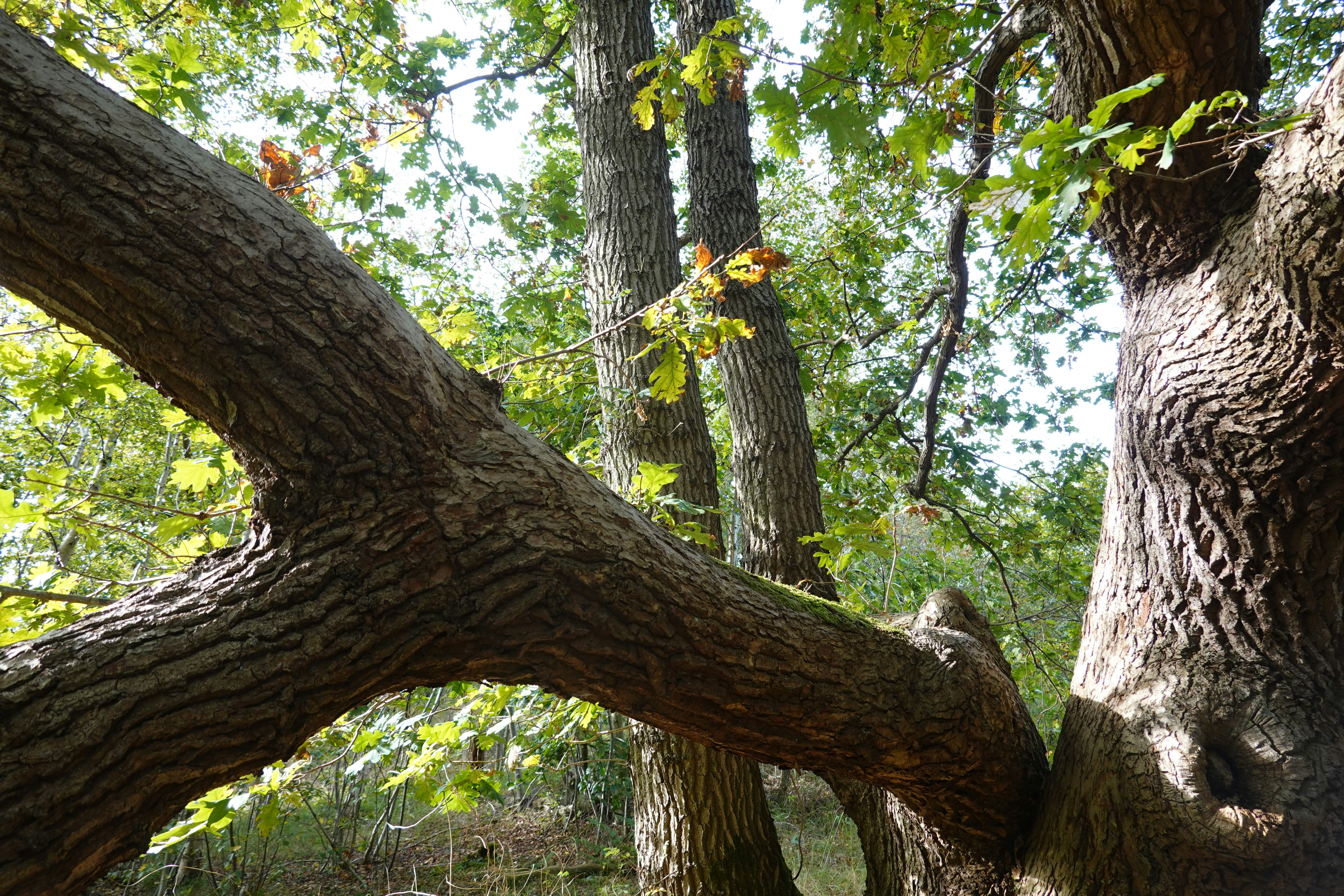 7 Benefits of Using Solid Oak vs. Engineered Oak