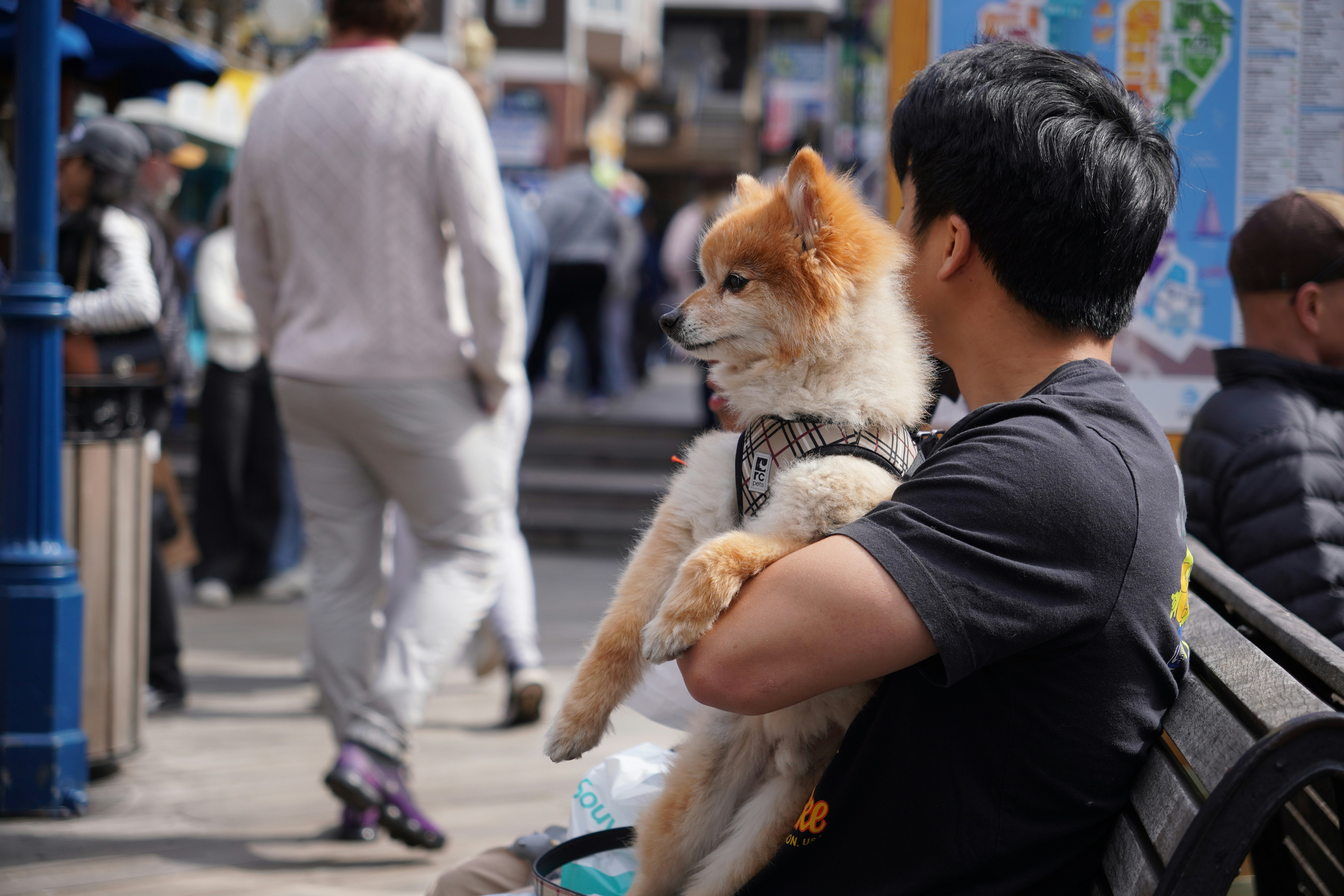 9 Steps for International Pet Relocation to Japan
