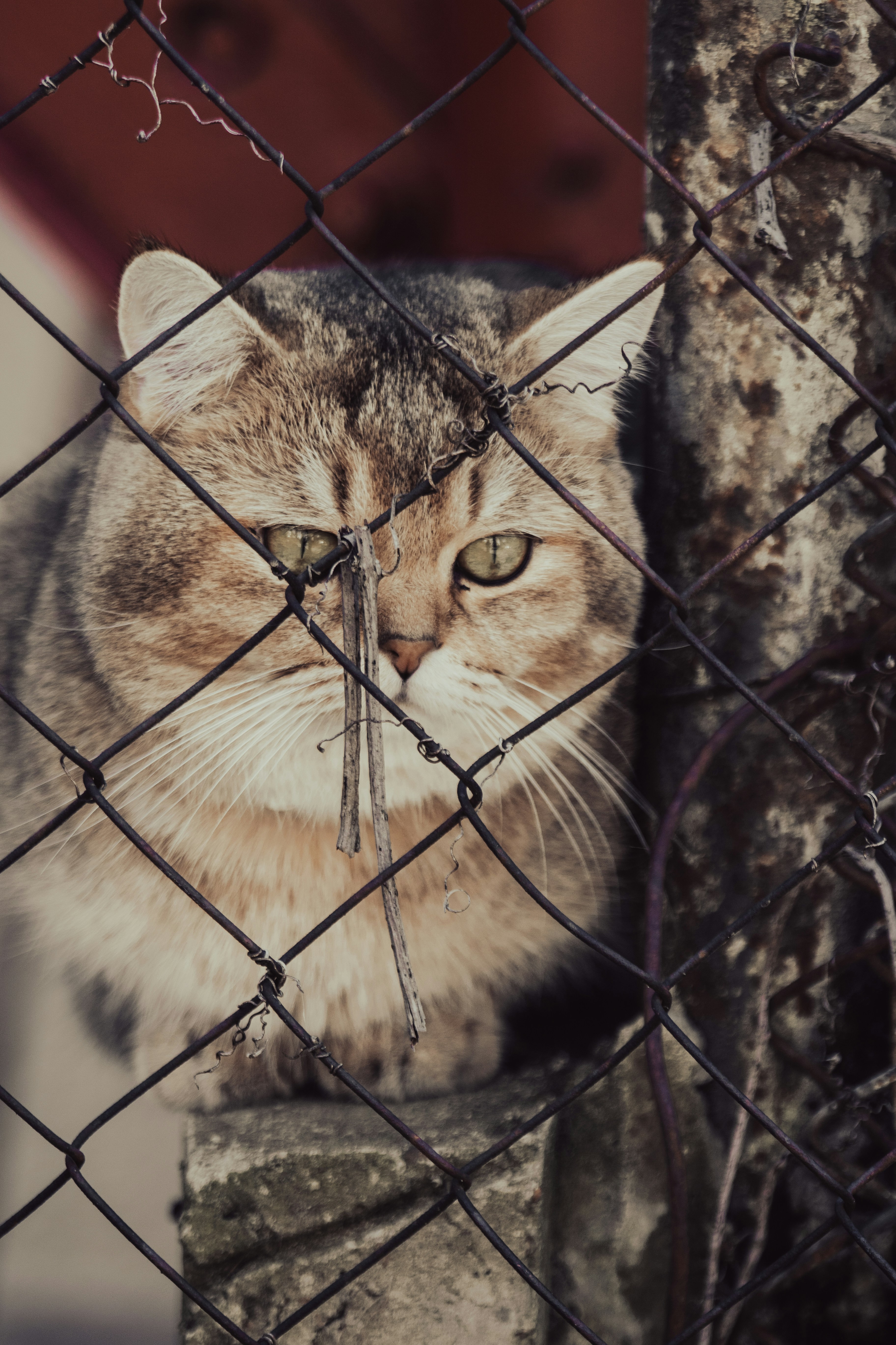 6 Reasons DIY International Pet Relocation May Not Be Enough