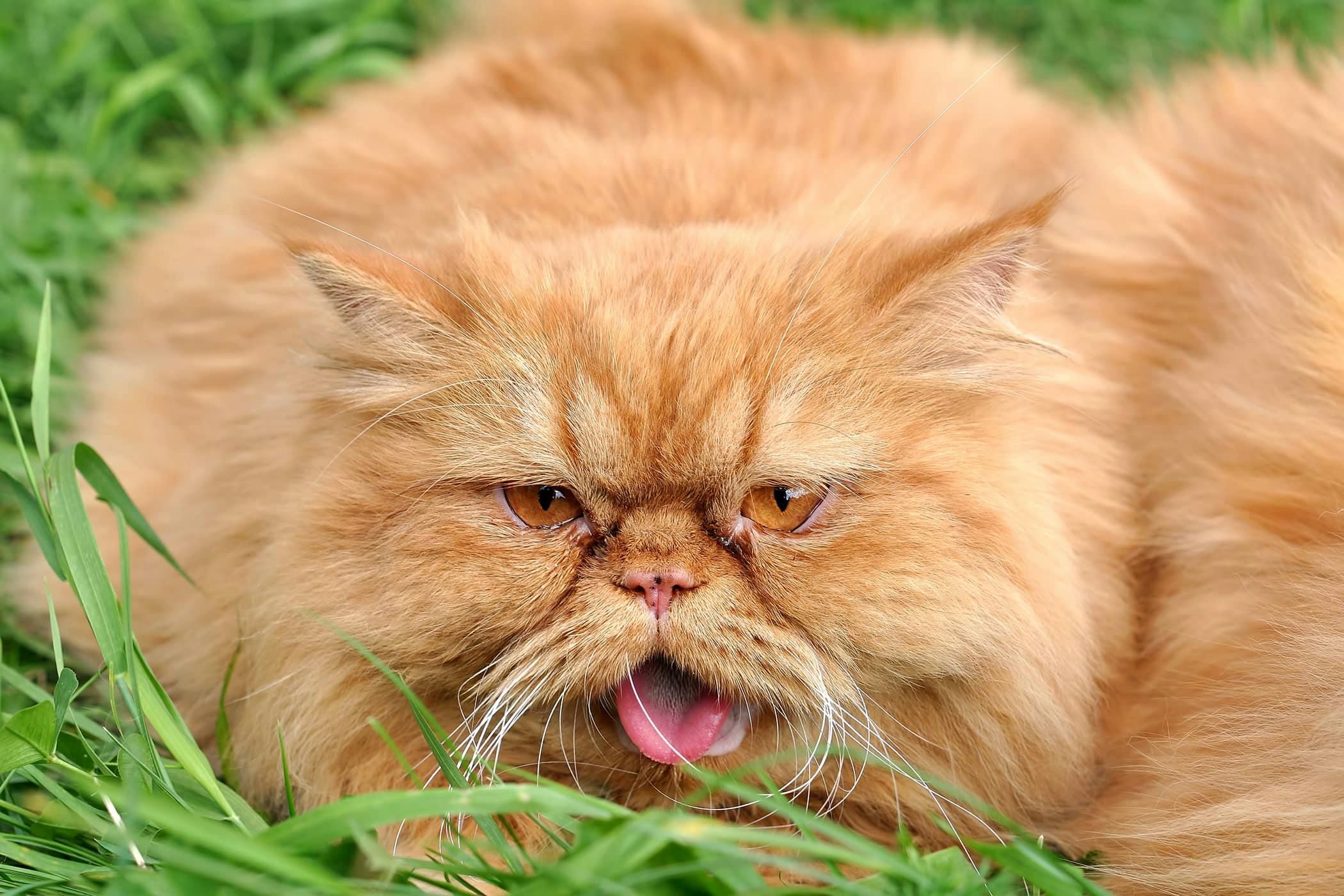 Crying in Cats - Definition, Cause, Solution, Prevention, Cost