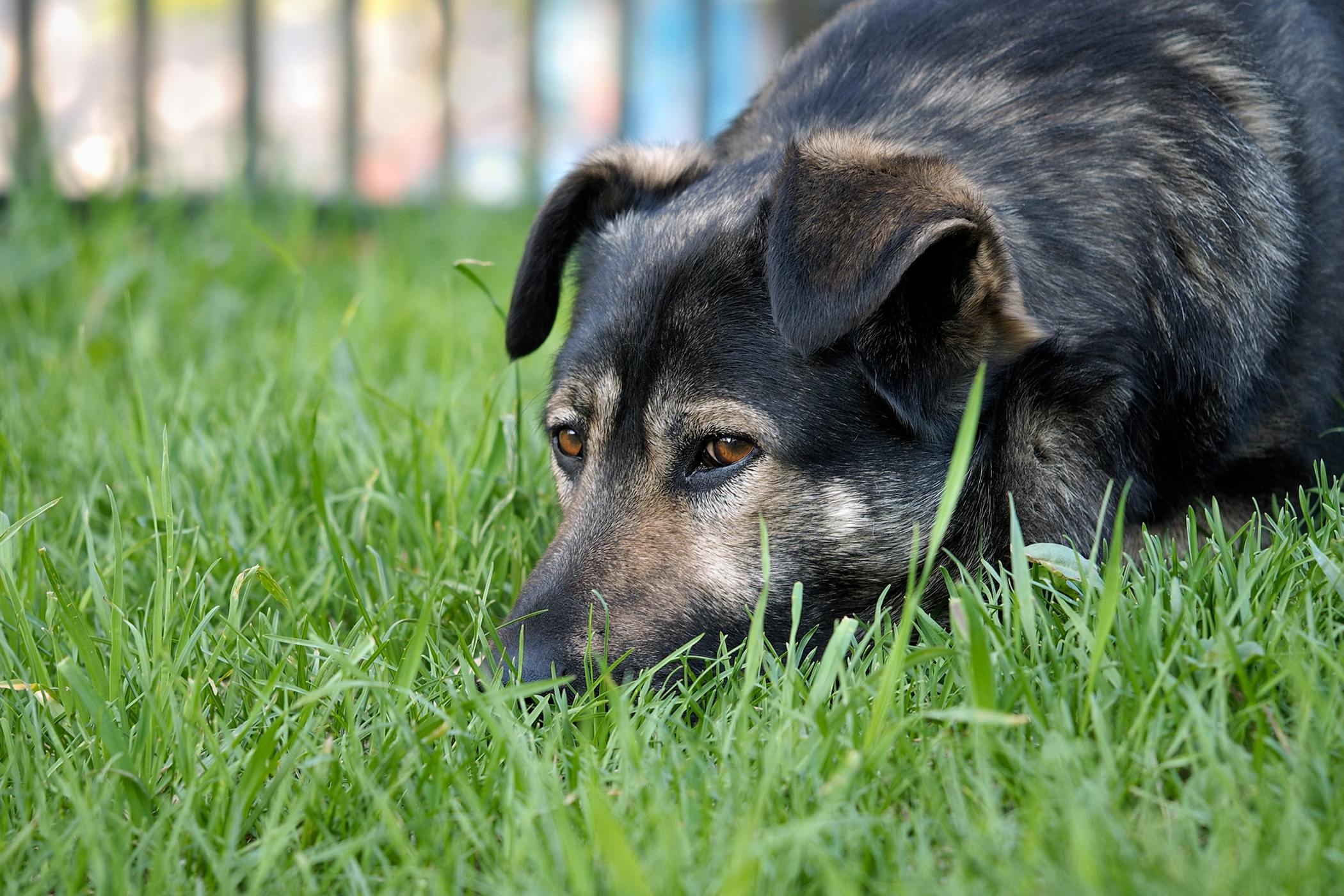 in Dogs Symptoms, Causes, Diagnosis, Treatment