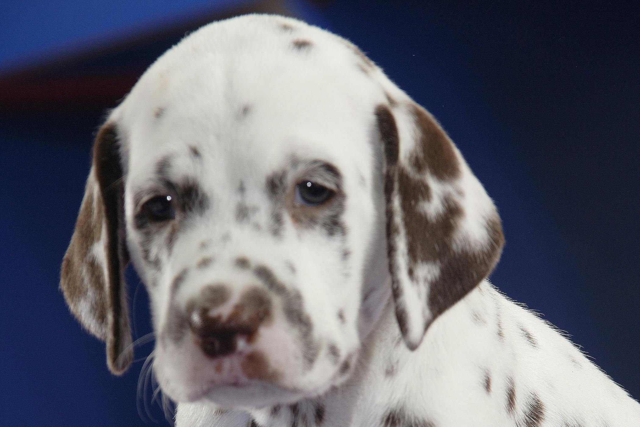 Why Do Dogs Get Sores Between Their Toes