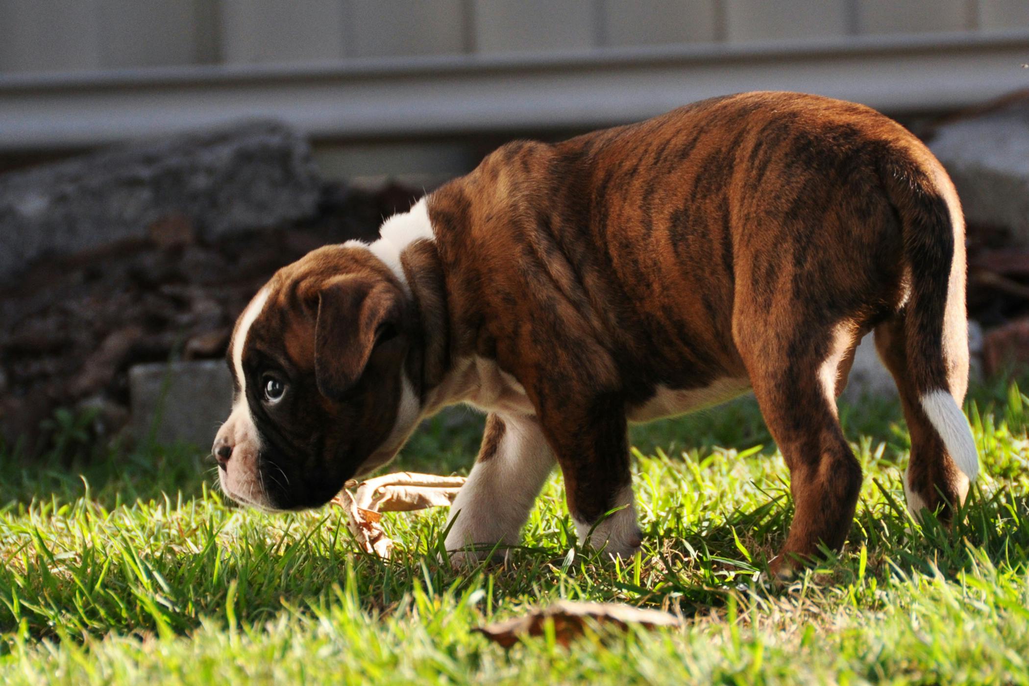 Stud Tail in Dogs Symptoms, Causes, Diagnosis, Treatment, Recovery