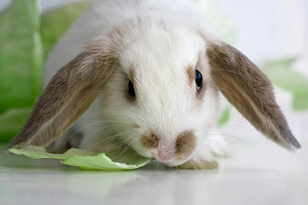 Tooth Root Abscess in Rabbits Symptoms, Causes, Diagnosis, Treatment