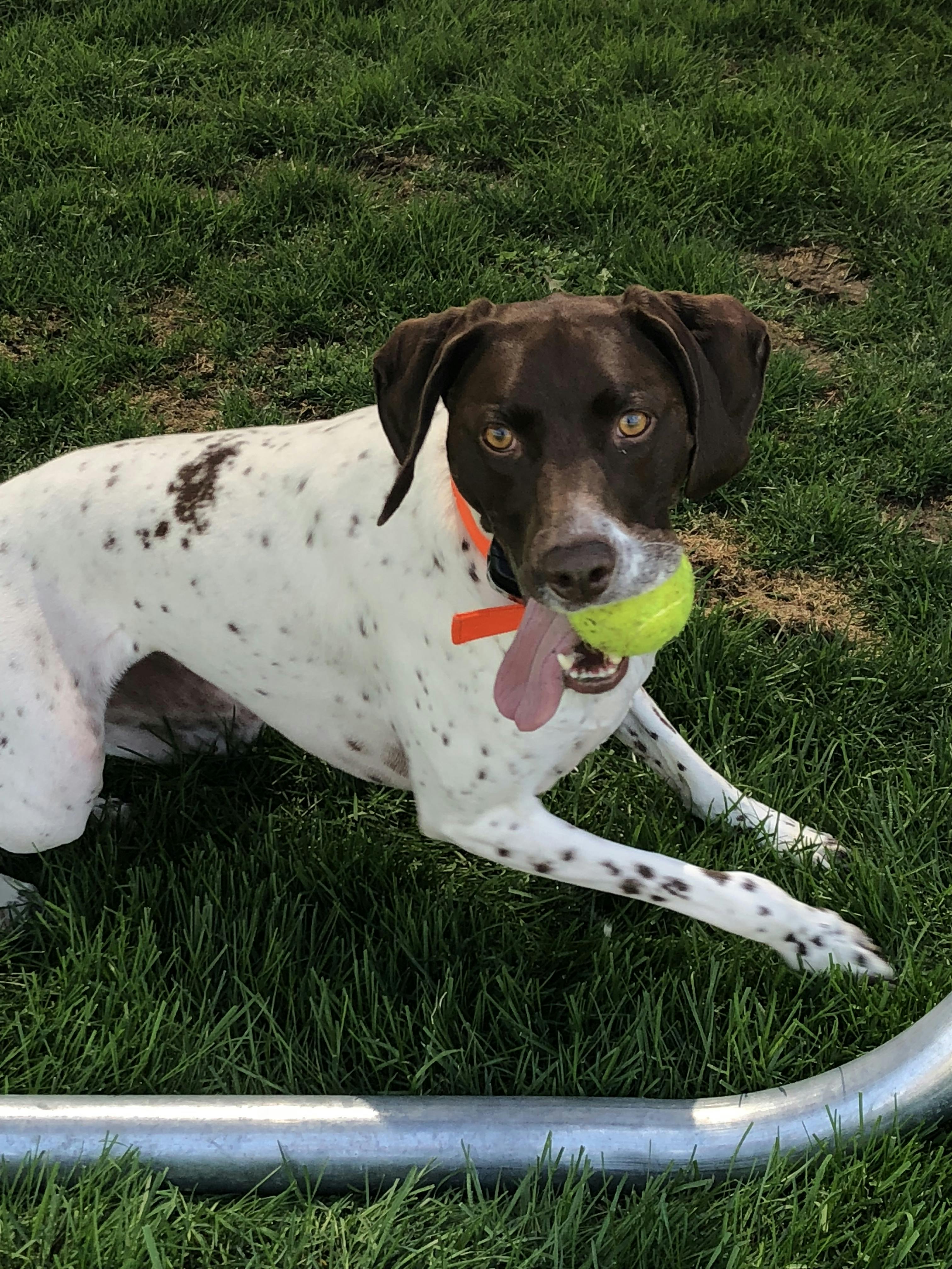 Dog Names Ending in Y Popular Male and Female Names Wag!