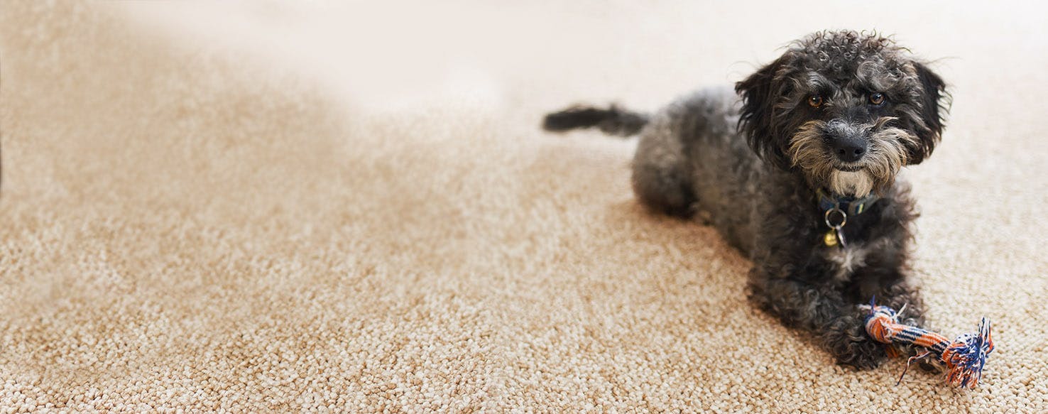 How to Train a Puppy to Not Chew Carpet Wag!